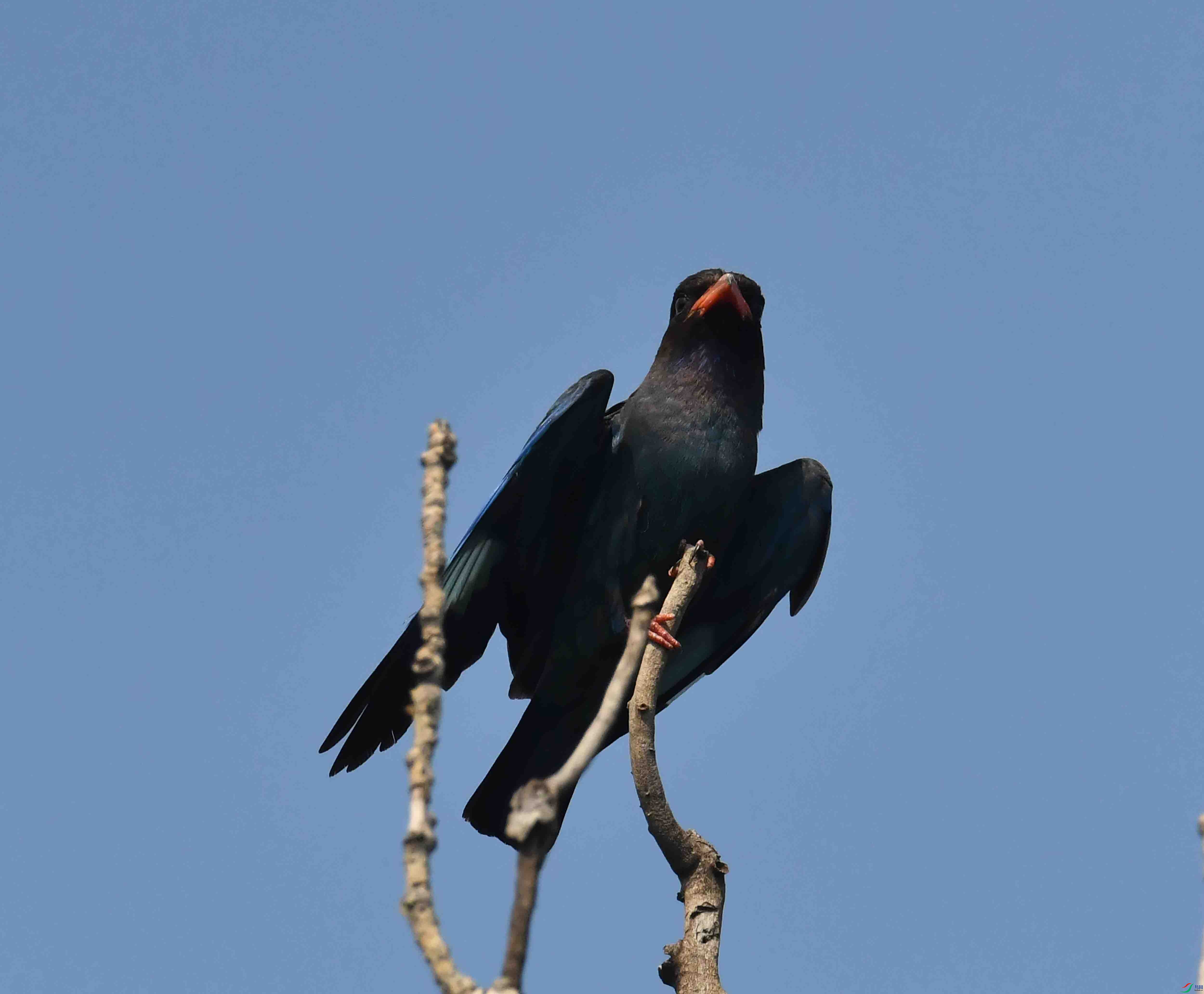 DSC_4068.JPG