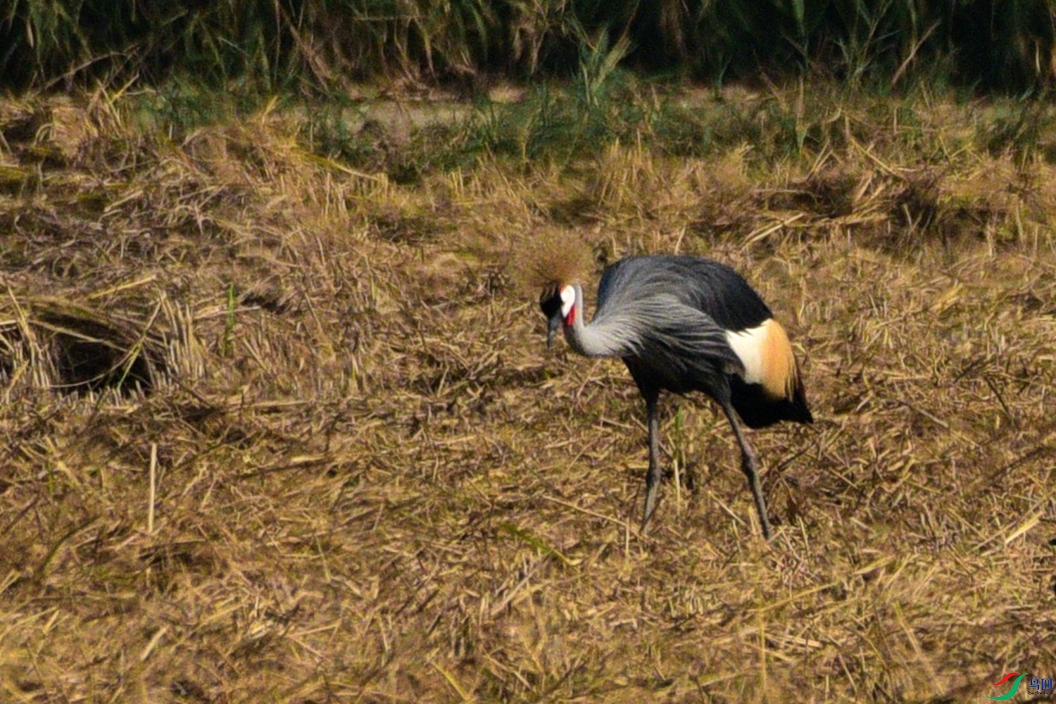 DSC_7345.JPG