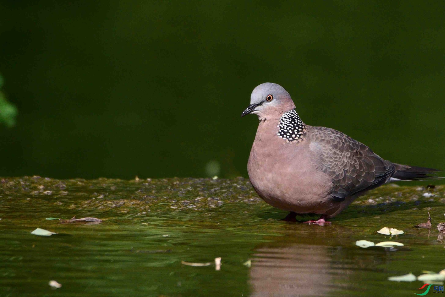 DSC_9613.JPG