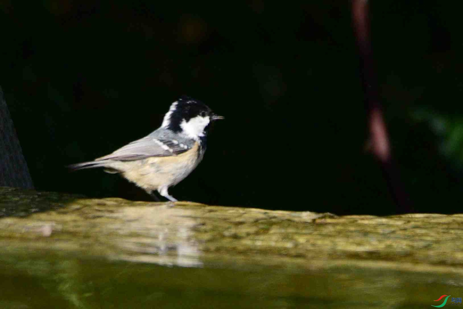 DSC_9977.JPG