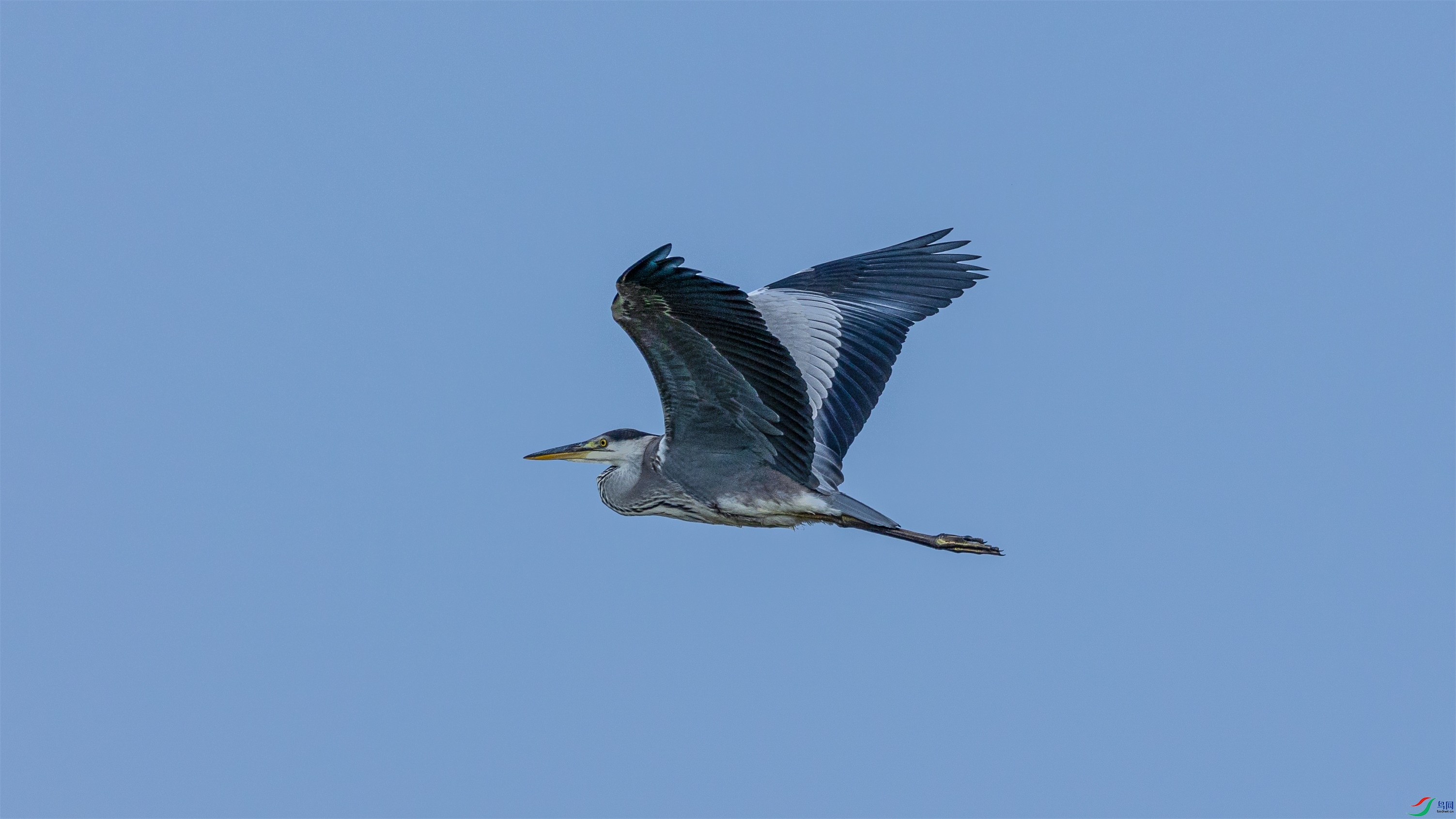 1K3A1694 ����1.jpg