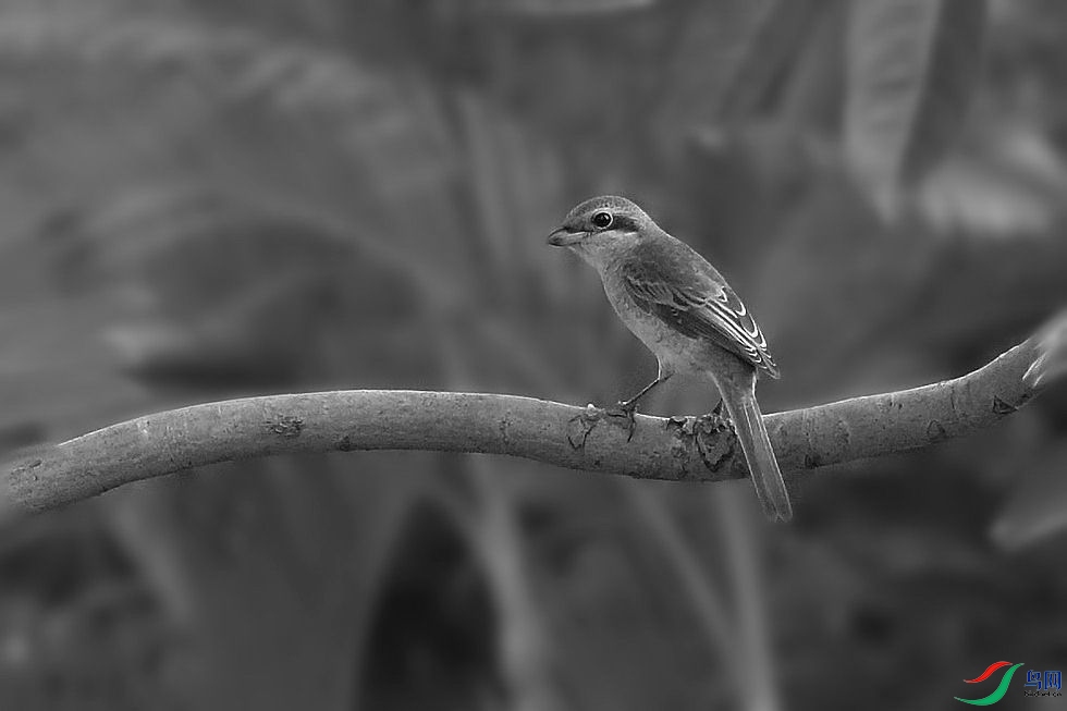 DSC_1093.JPG
