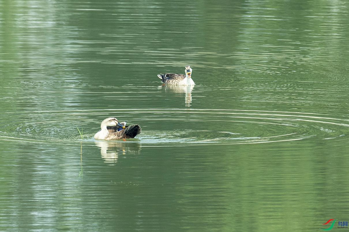 _DSC8155.jpg