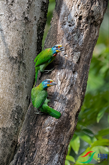 ������ľ��