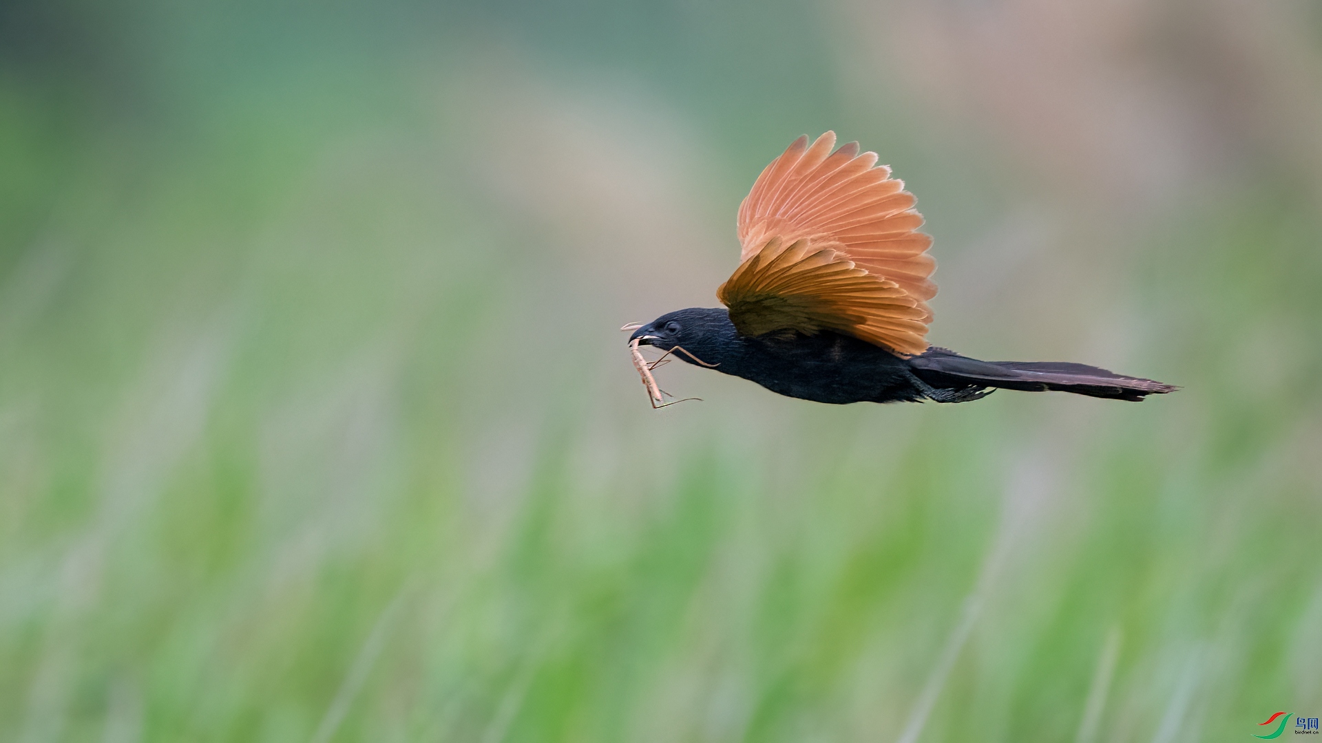 DSC_8806-1_����.jpg