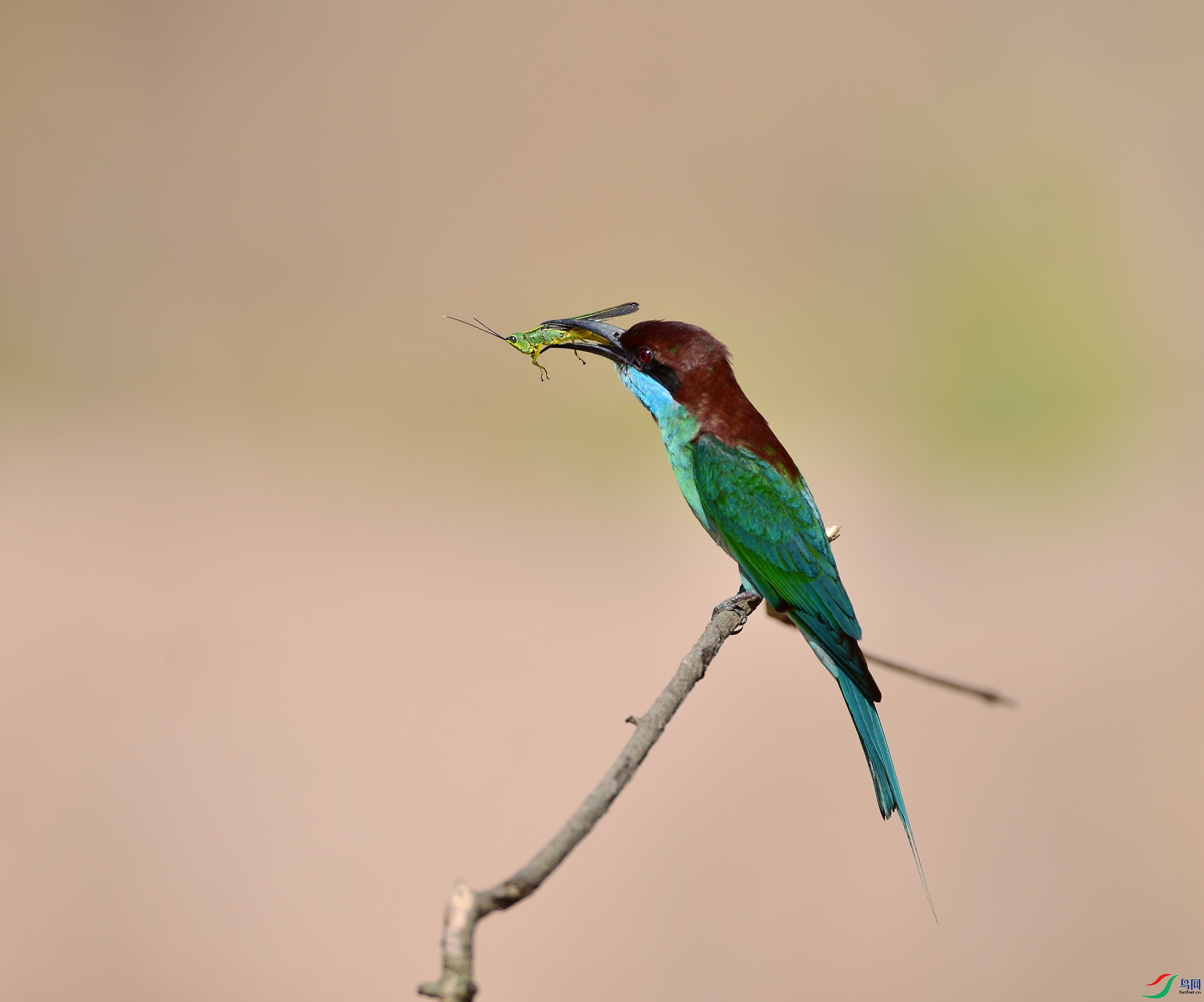 D8I_5312.jpg