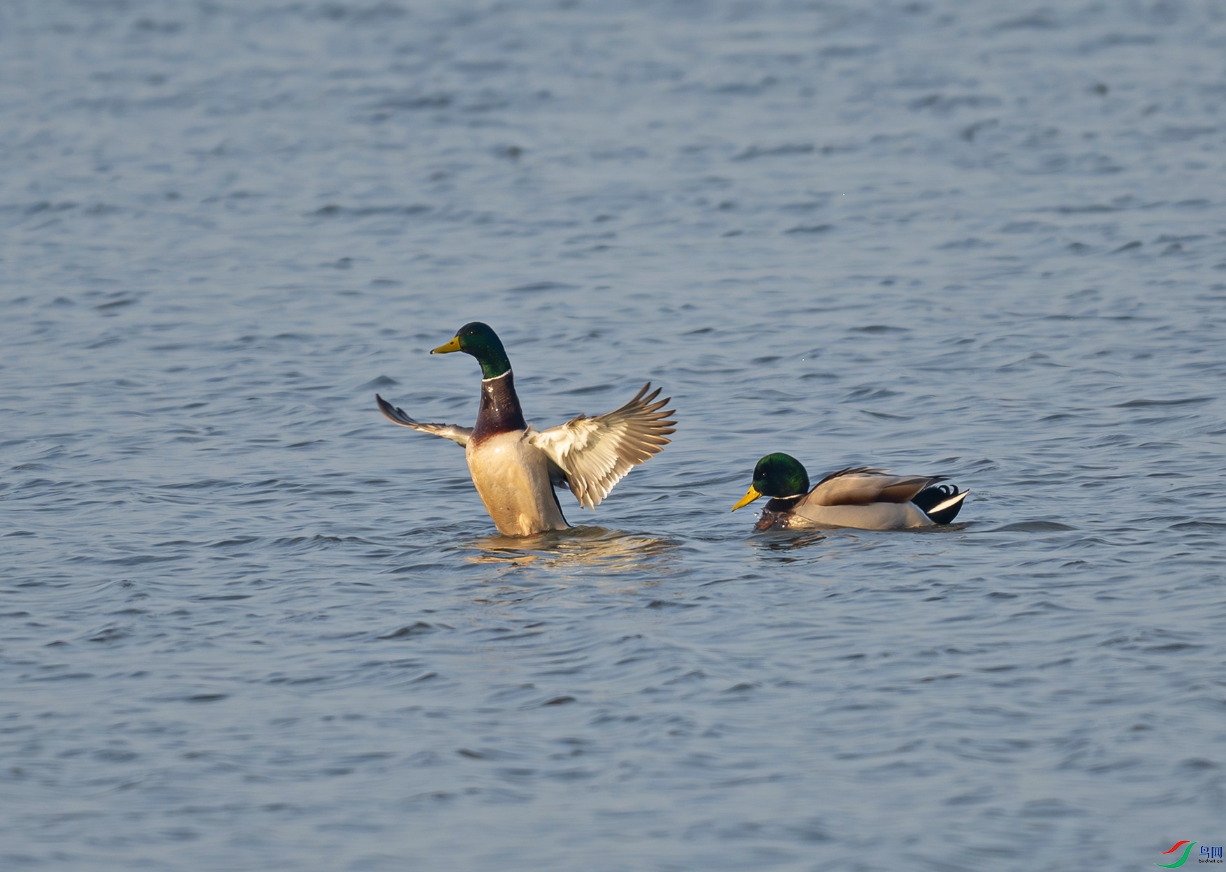 _DSC6009f.jpg