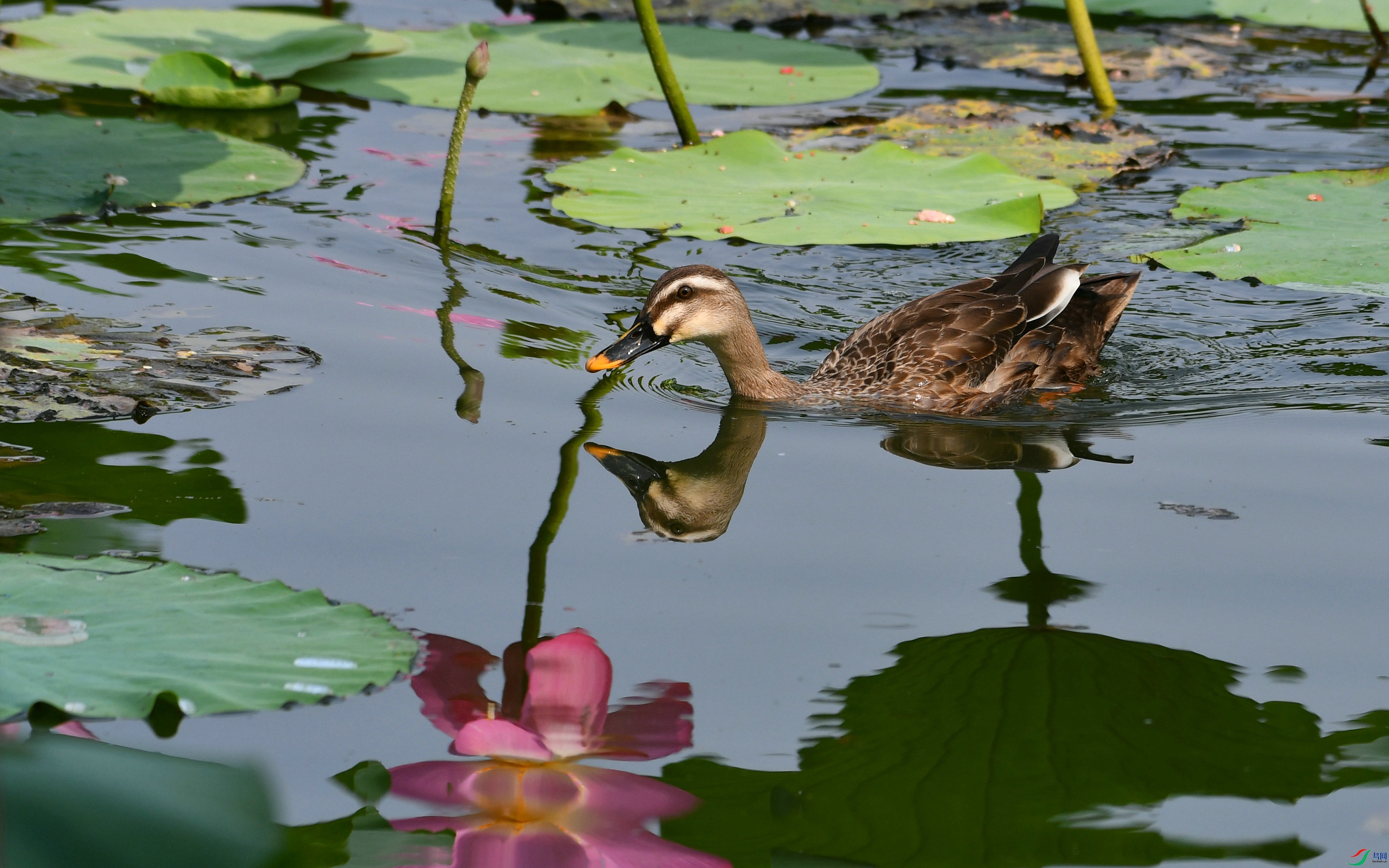 DSC_0108.JPG