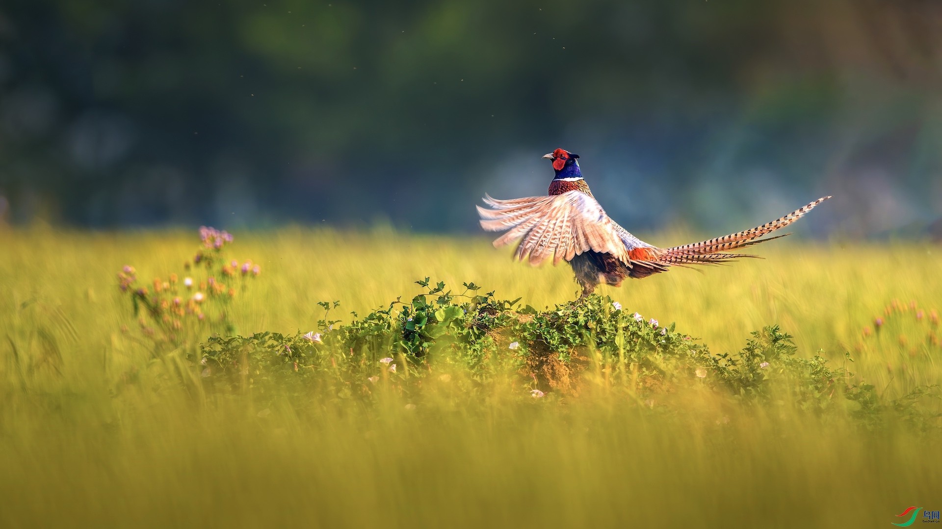 1_XXL3457-����ǿ-NR ���� 2 2.jpeg