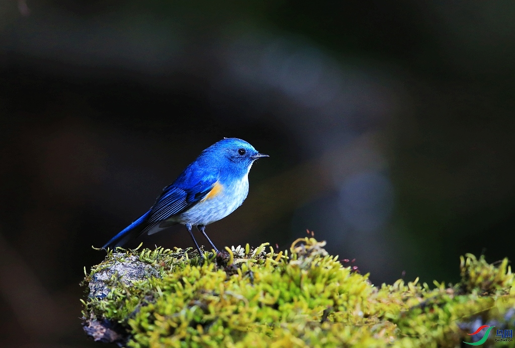 ���� IMGL1996.JPG