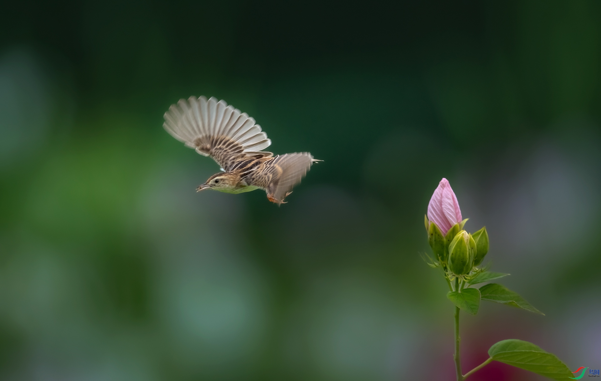 DSC_8495-1.jpg