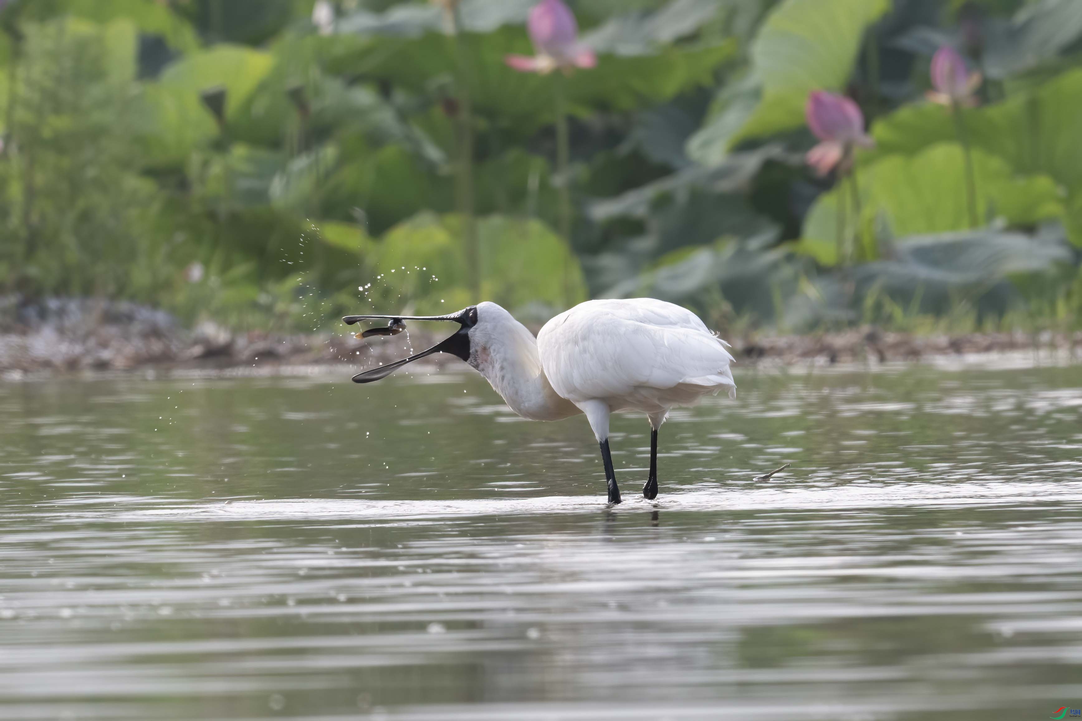 DSC_4377 ����.jpg