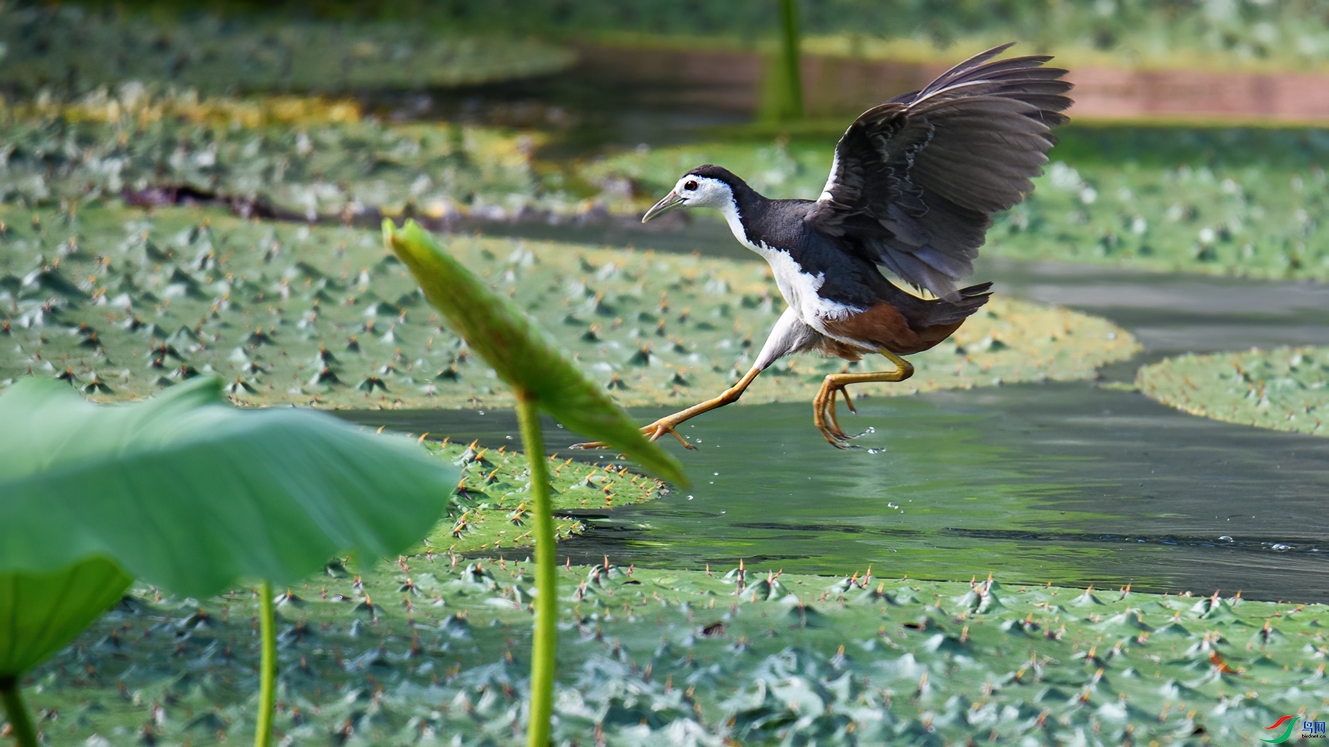 7.29 ����¥̨��ʦ��Ʒ  ��Խ  �ٻ�2024��7��29��������ҳ����.jpg