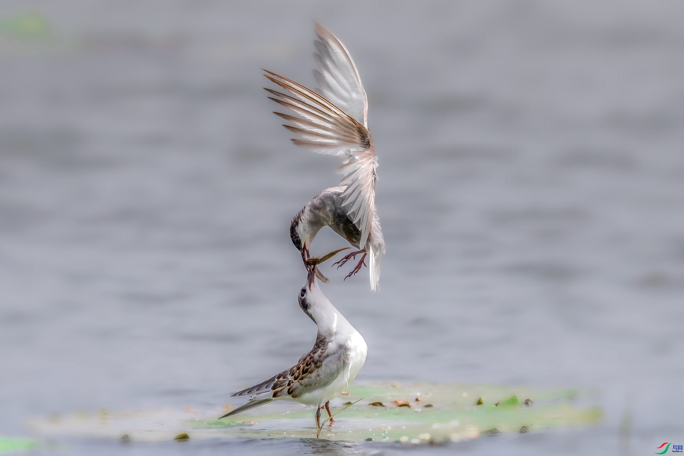 7.30 ����ī��ʦ��Ʒ  ����  �ٻ�2024��7��30��������ҳ����.jpg