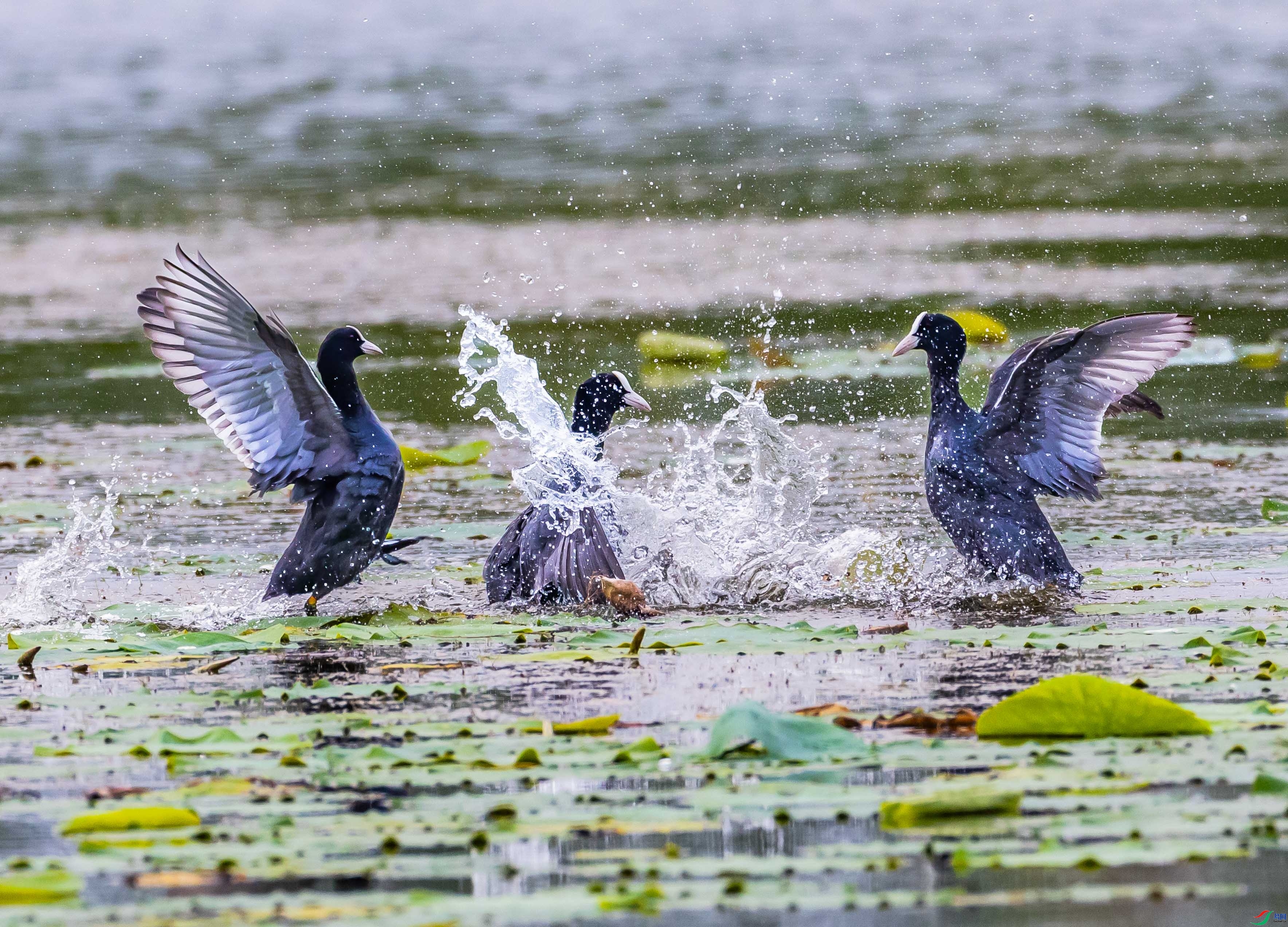 7.31 coolyang��ʦ��Ʒ  ǰ��л�  �ٻ�2024��7��31�ջ�Ա��ҳ����.jpg