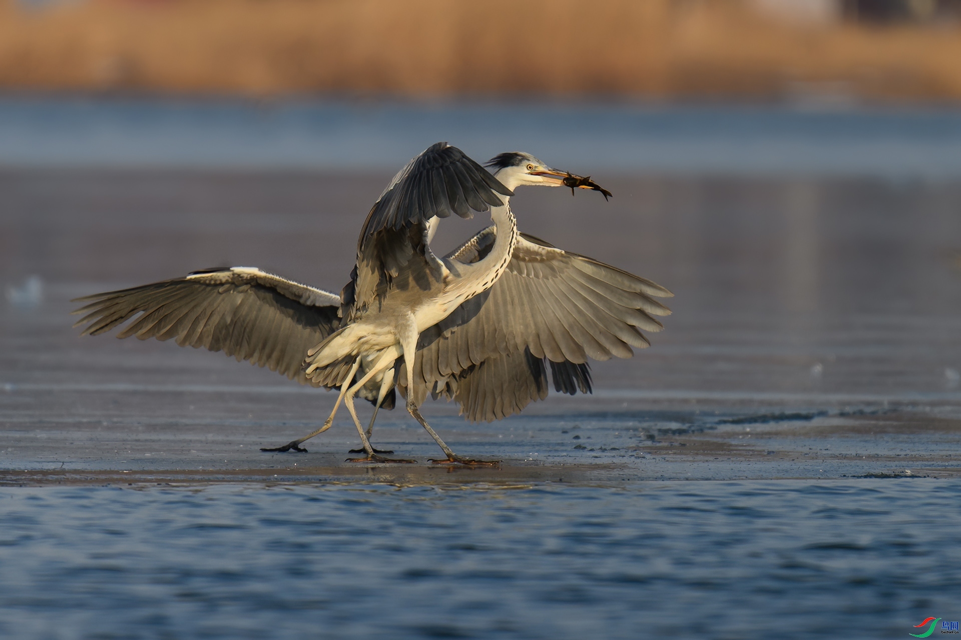 7.31 ����¥̨��ʦ��Ʒ ����  �ٻ�2024��7��31��������ҳ����.jpg