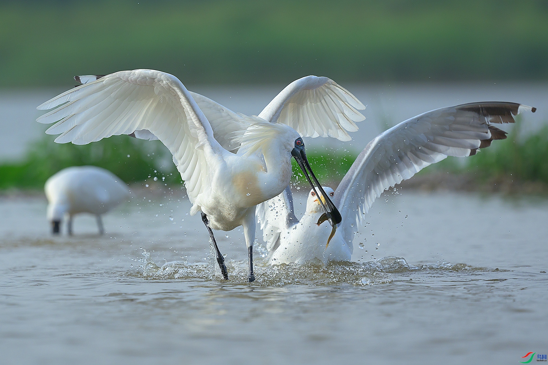 7.31 ��������ʦ��Ʒ Ÿ����ʳ  �ٻ�2024��7��31����Ӱʦ��ҳ����.jpg