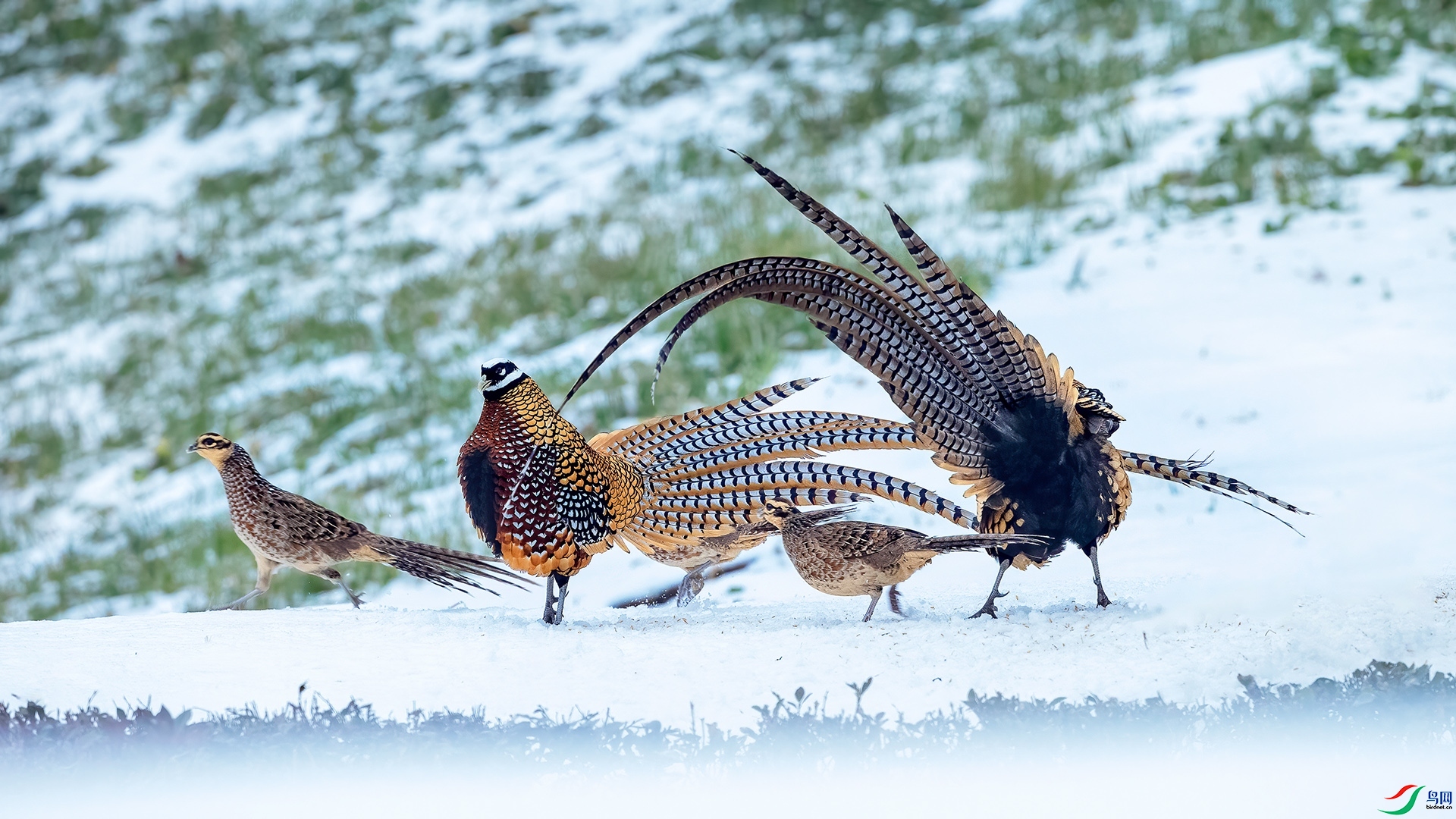 7.31 �ɵ���ʦ��Ʒ  ѩ����ż  �ٻ�2024��7��31����Ӱʦ��ҳ����.jpg