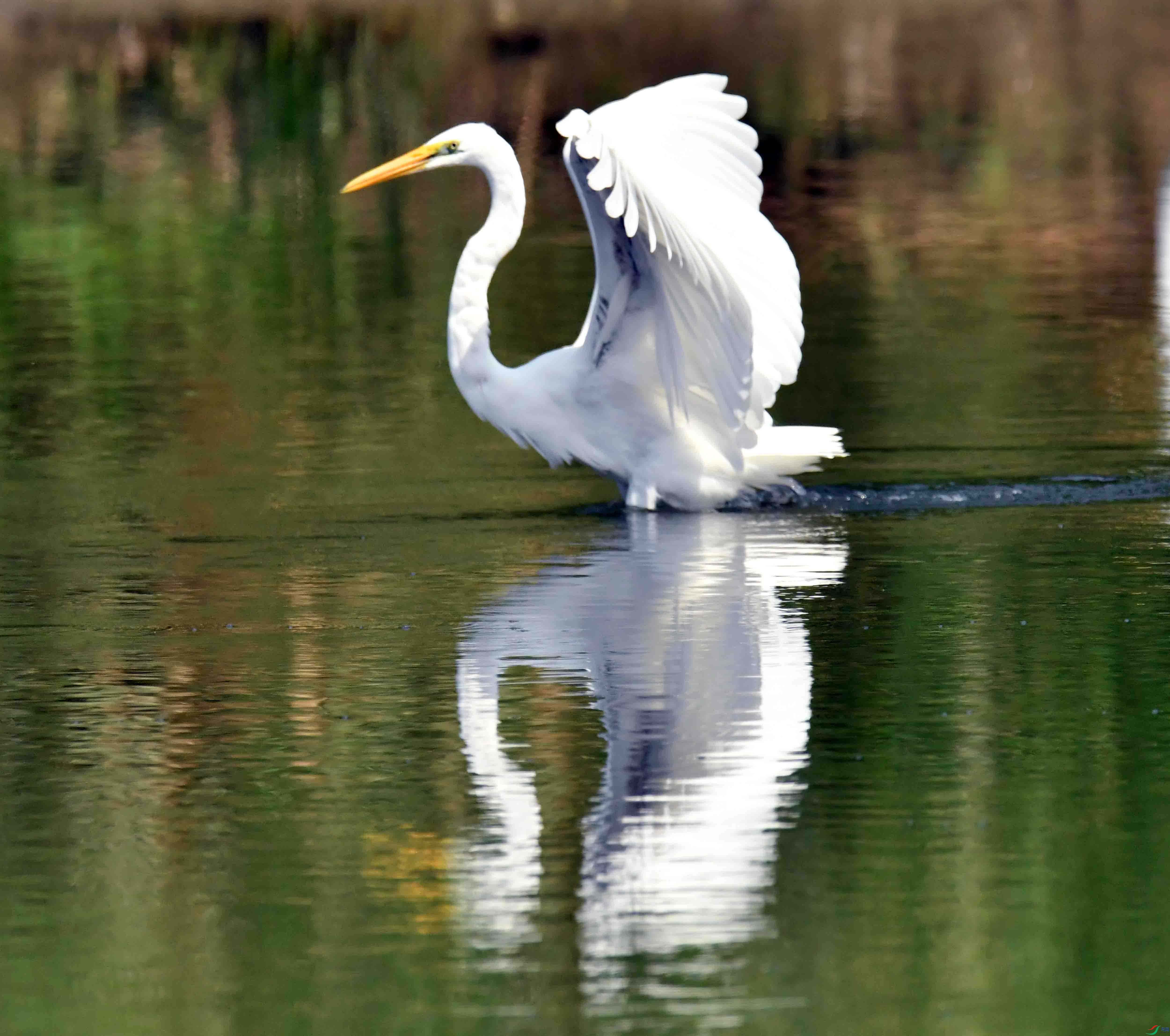 DSC_0592.JPG