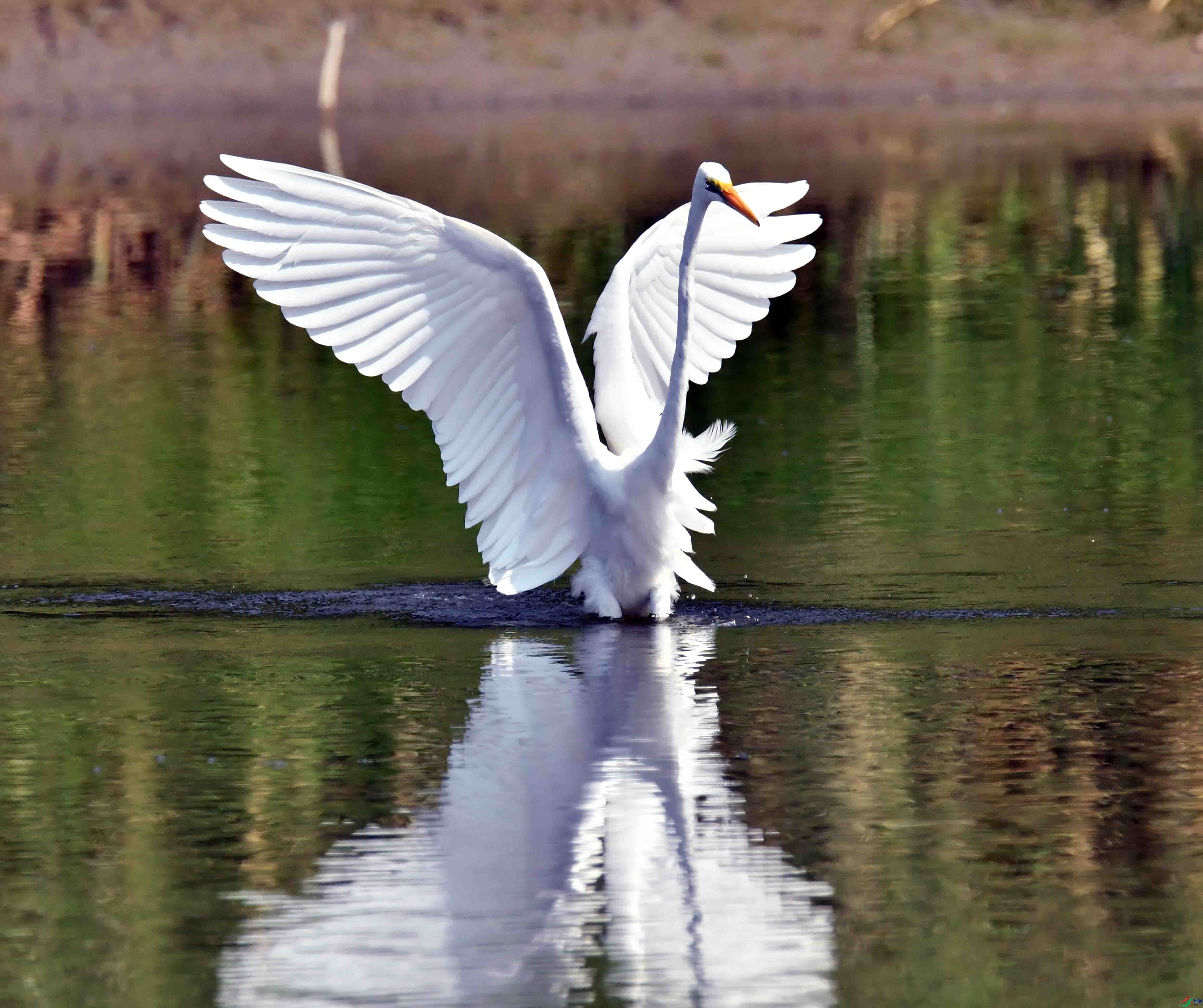 DSC_0605.JPG