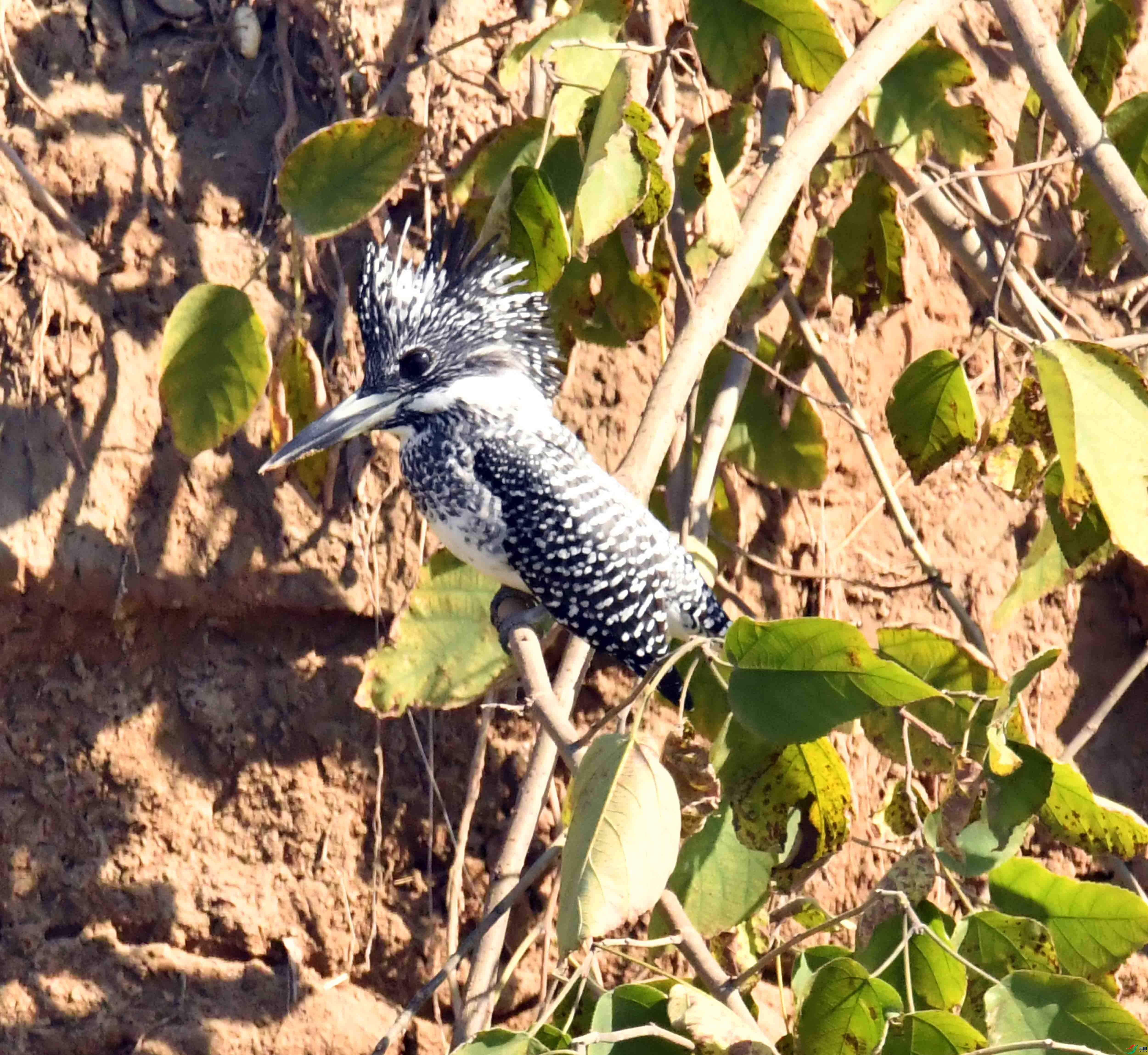 DSC_4042.JPG