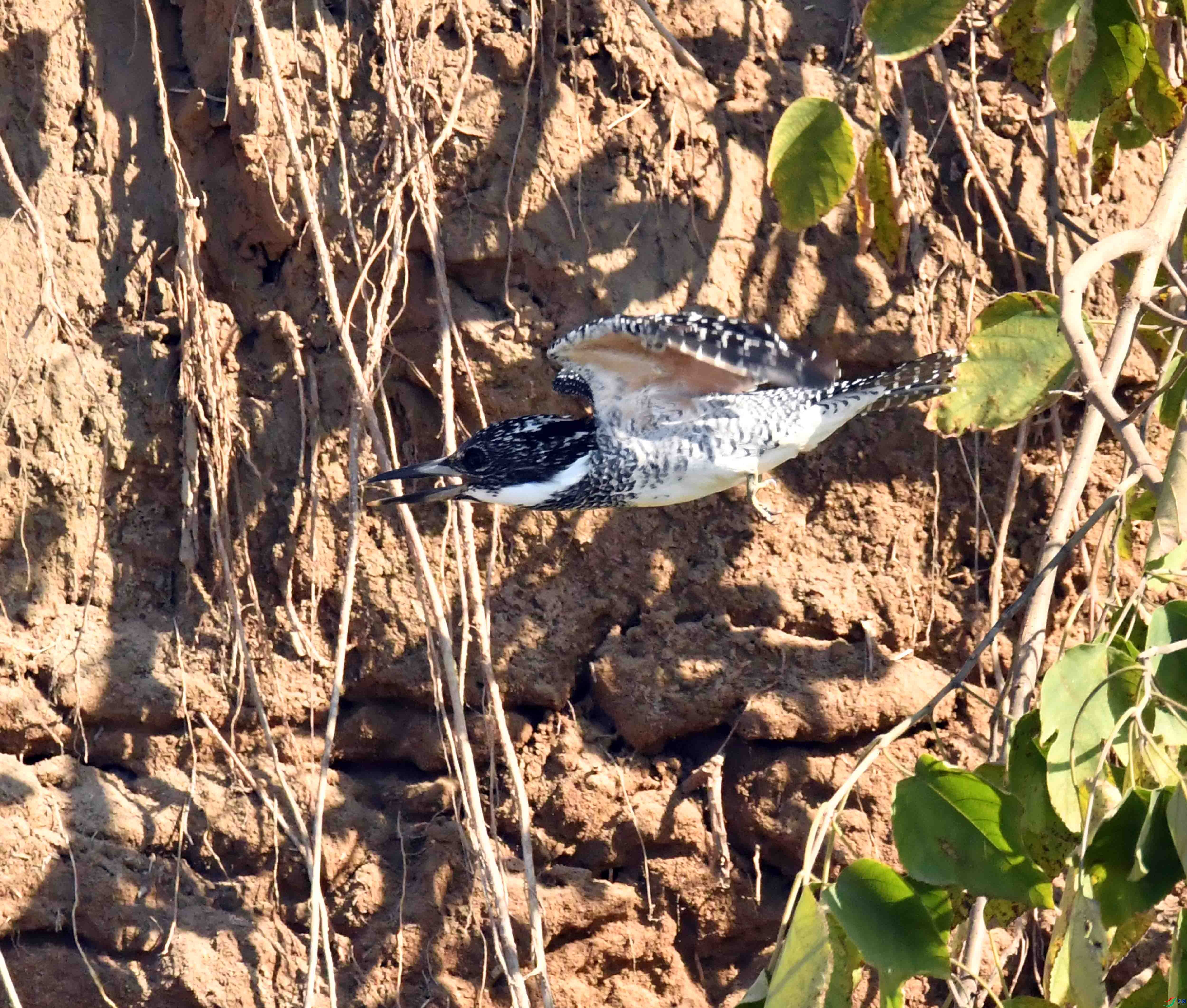 DSC_4044.JPG