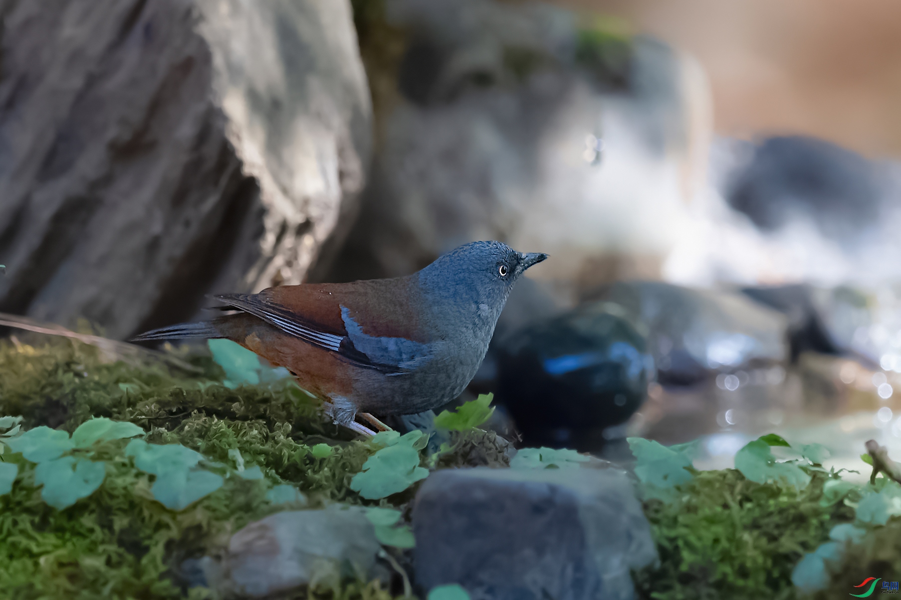 DSC_8558_DxOa.jpg
