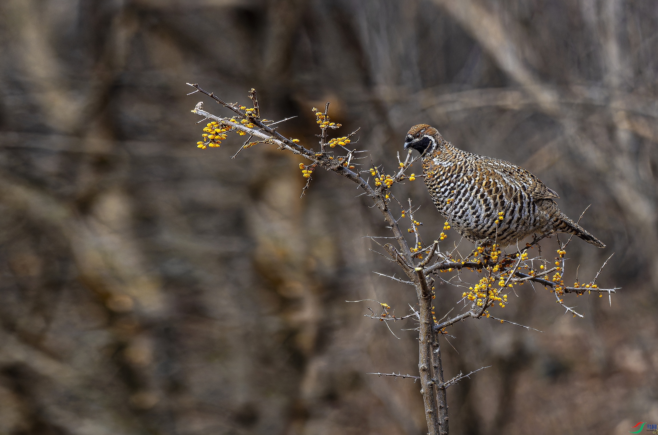 ��β黼� (8821)-1-1.jpg