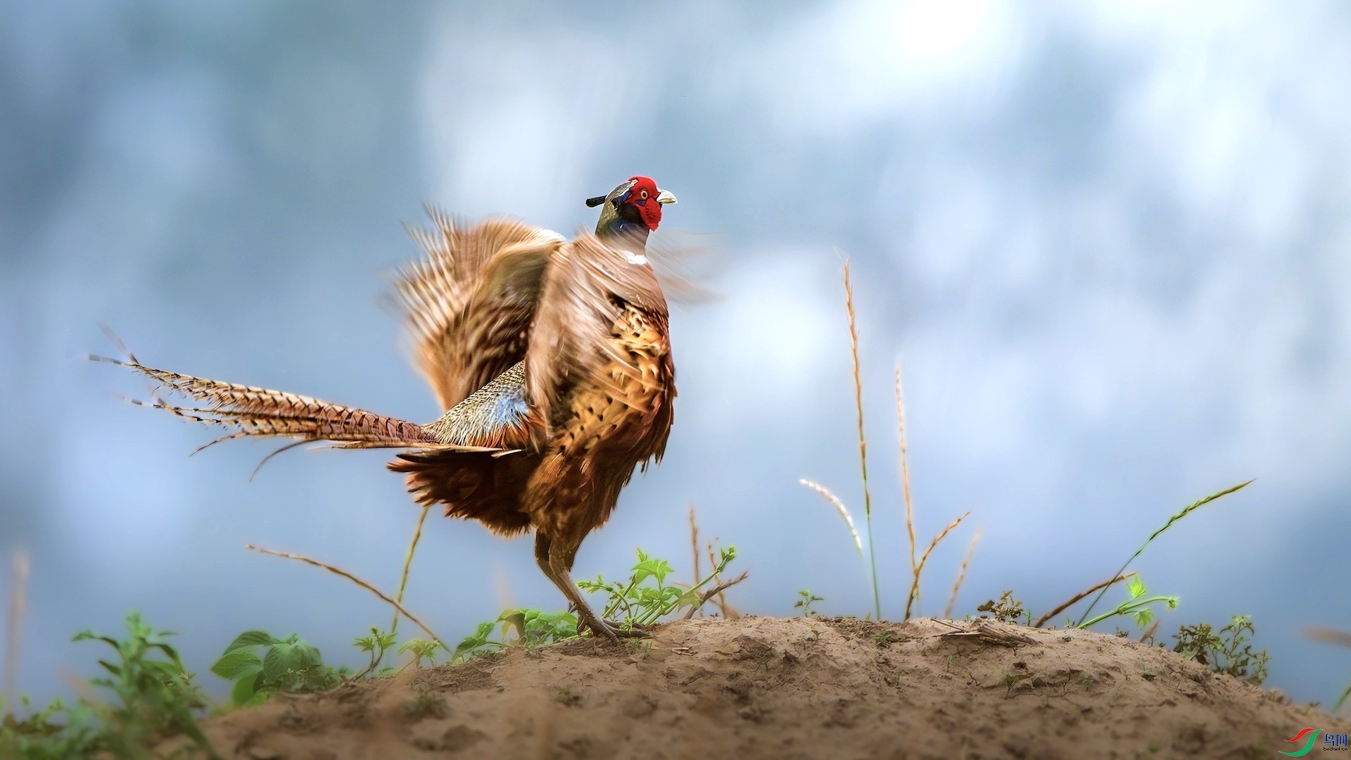 1_DSC0815-����ǿ-NR ����.jpg