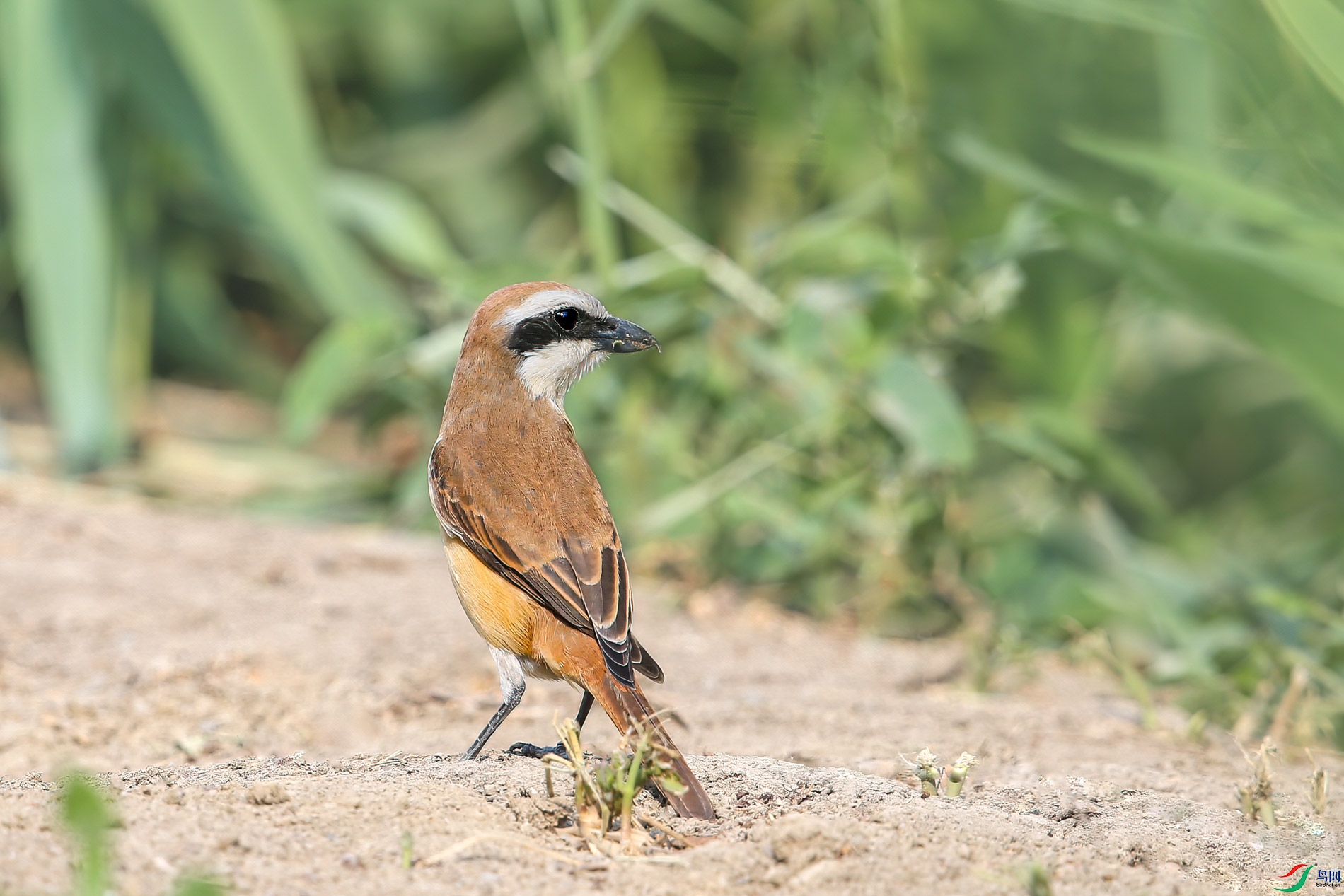 AQ4P6918-1.jpg