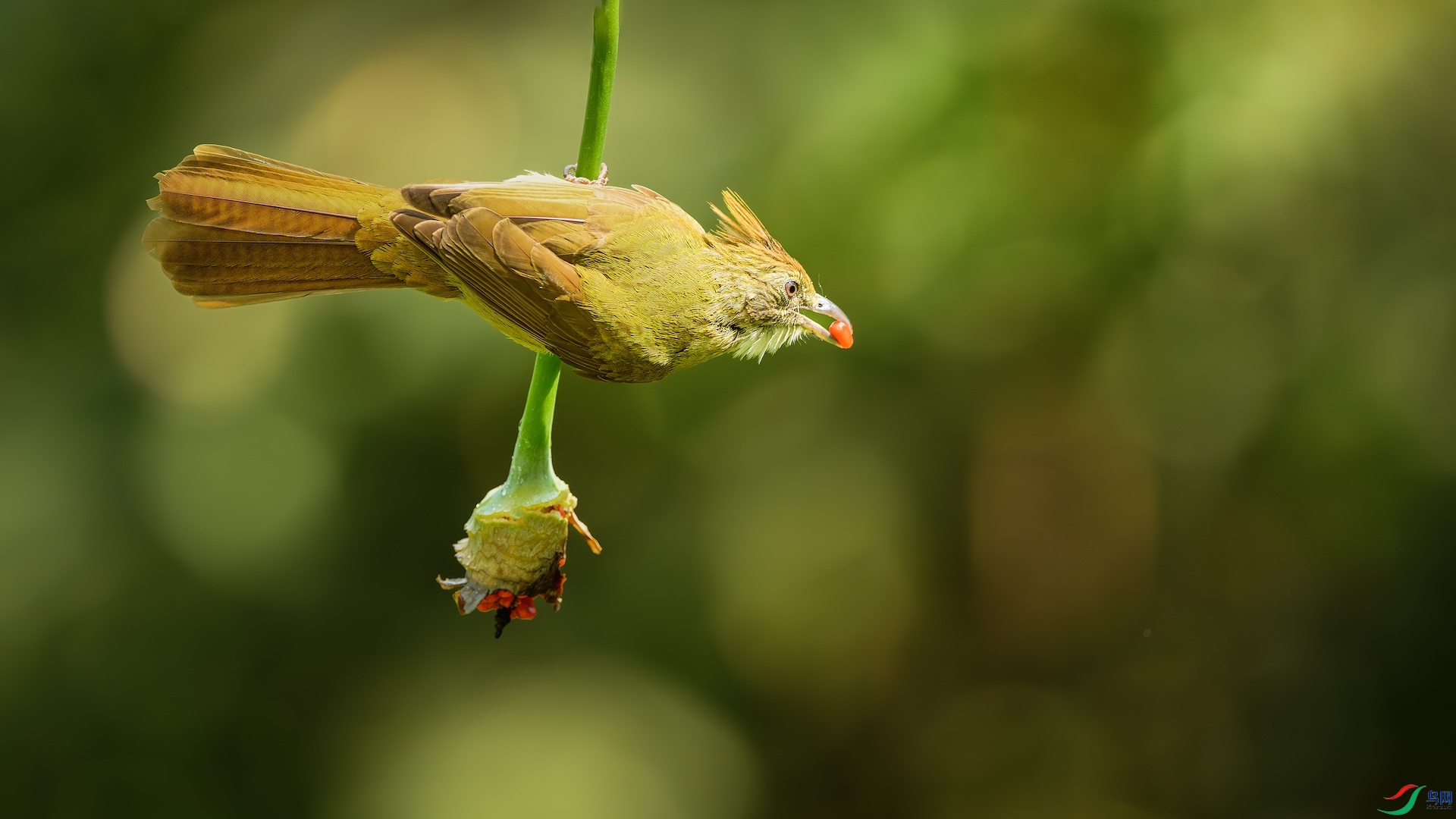 1_DSC9302-����ǿ-NR ����.jpeg