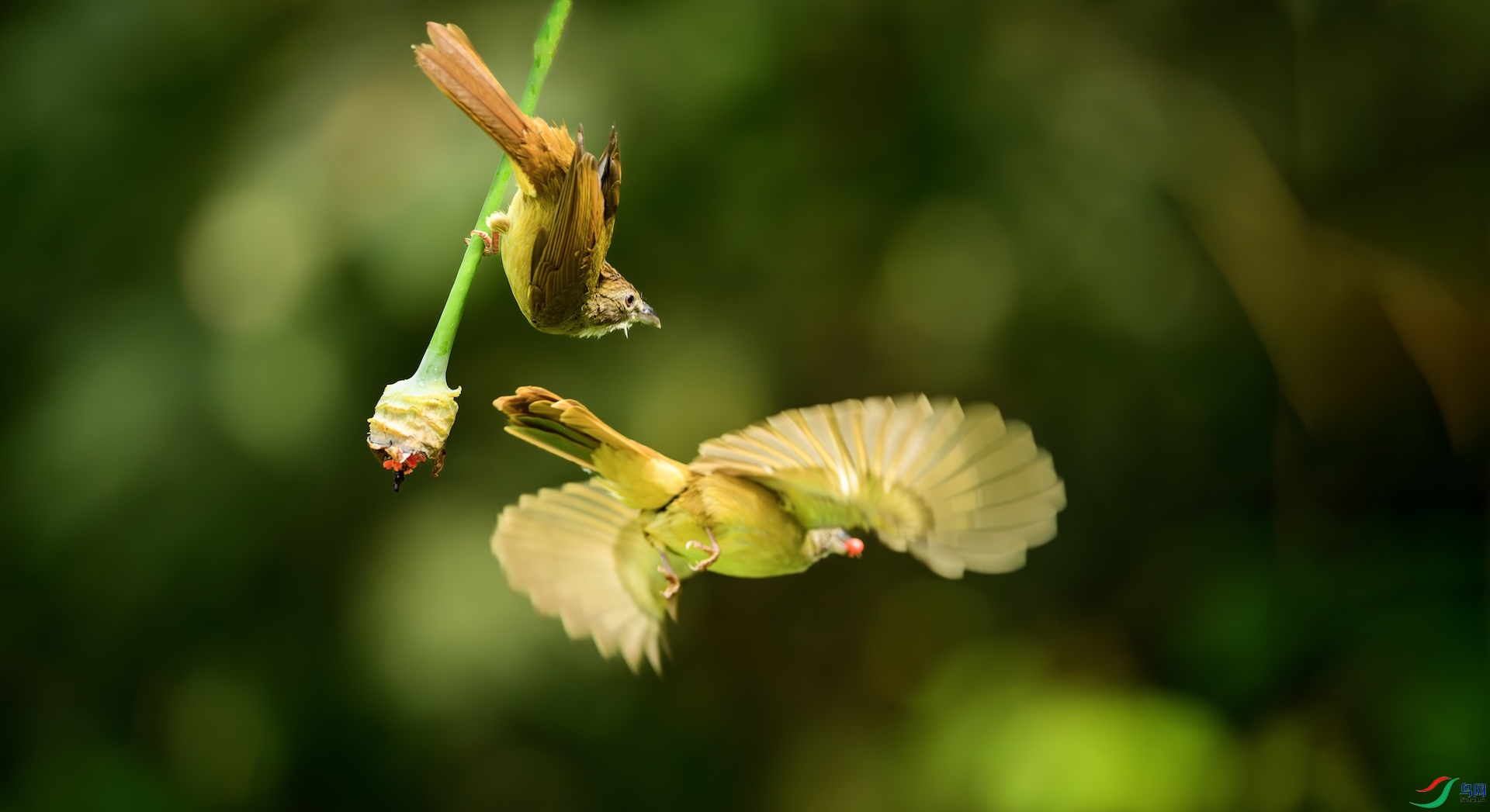 1_DSC9418-����ǿ-NR ����.jpeg