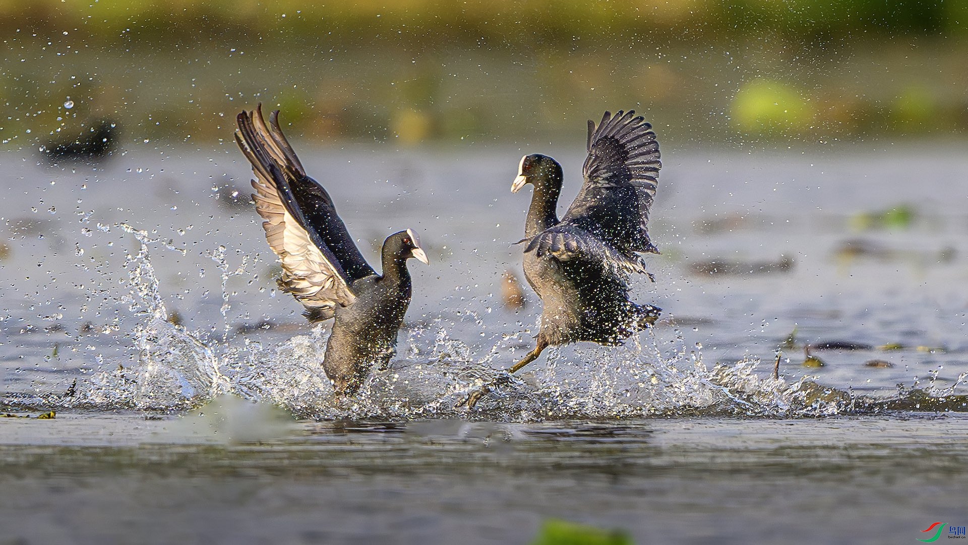 1_XXL0229-����ǿ-NR ����.jpeg