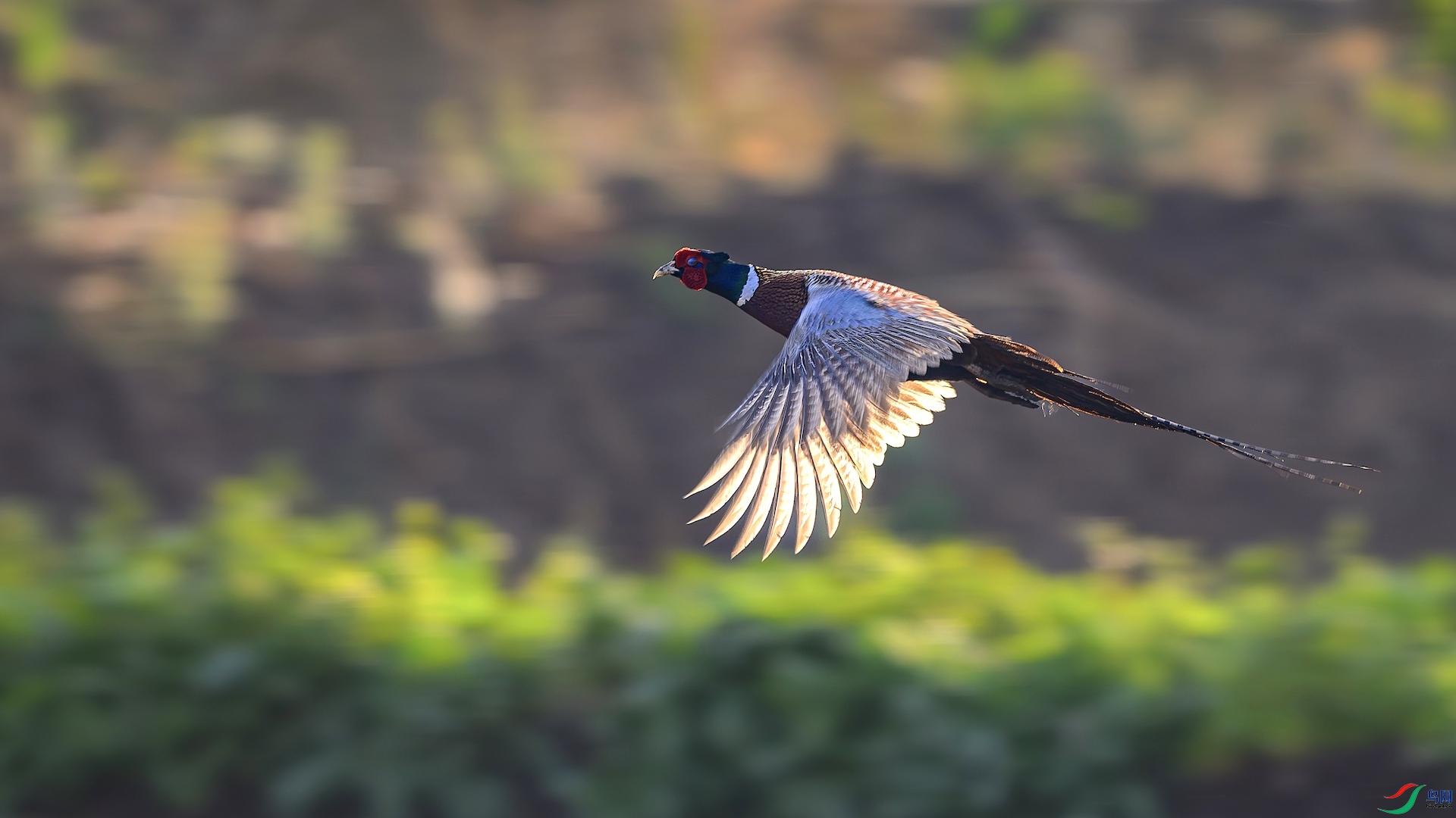 1_XXL5045-����ǿ-NR ����.jpeg