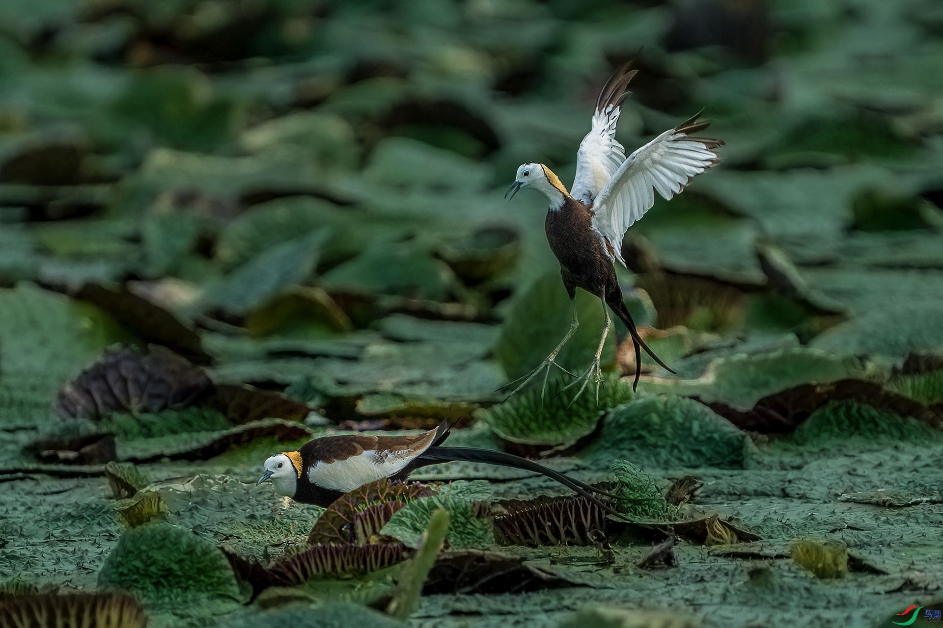 DSC01100 ����a ����.jpg