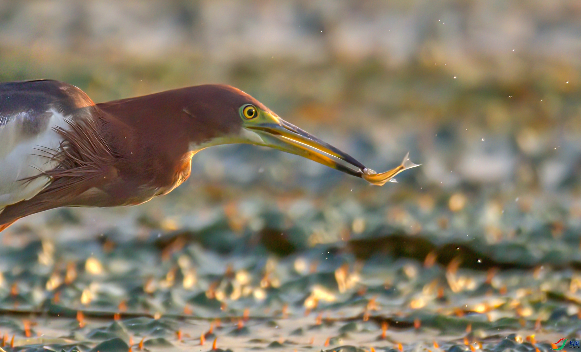 407A8553-Sha---1 .jpg