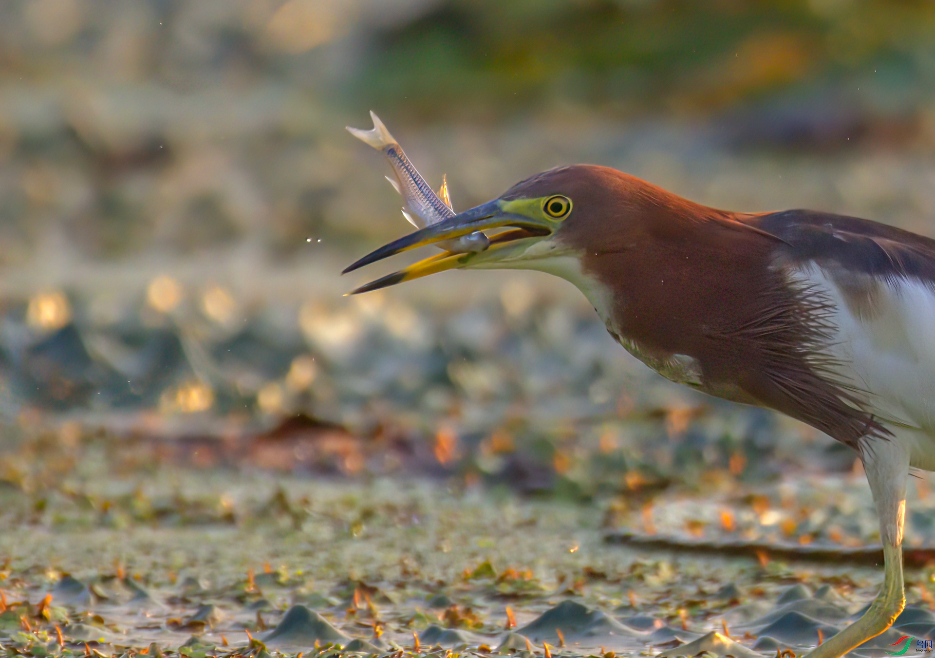 407A8546-Sha----1 .jpg