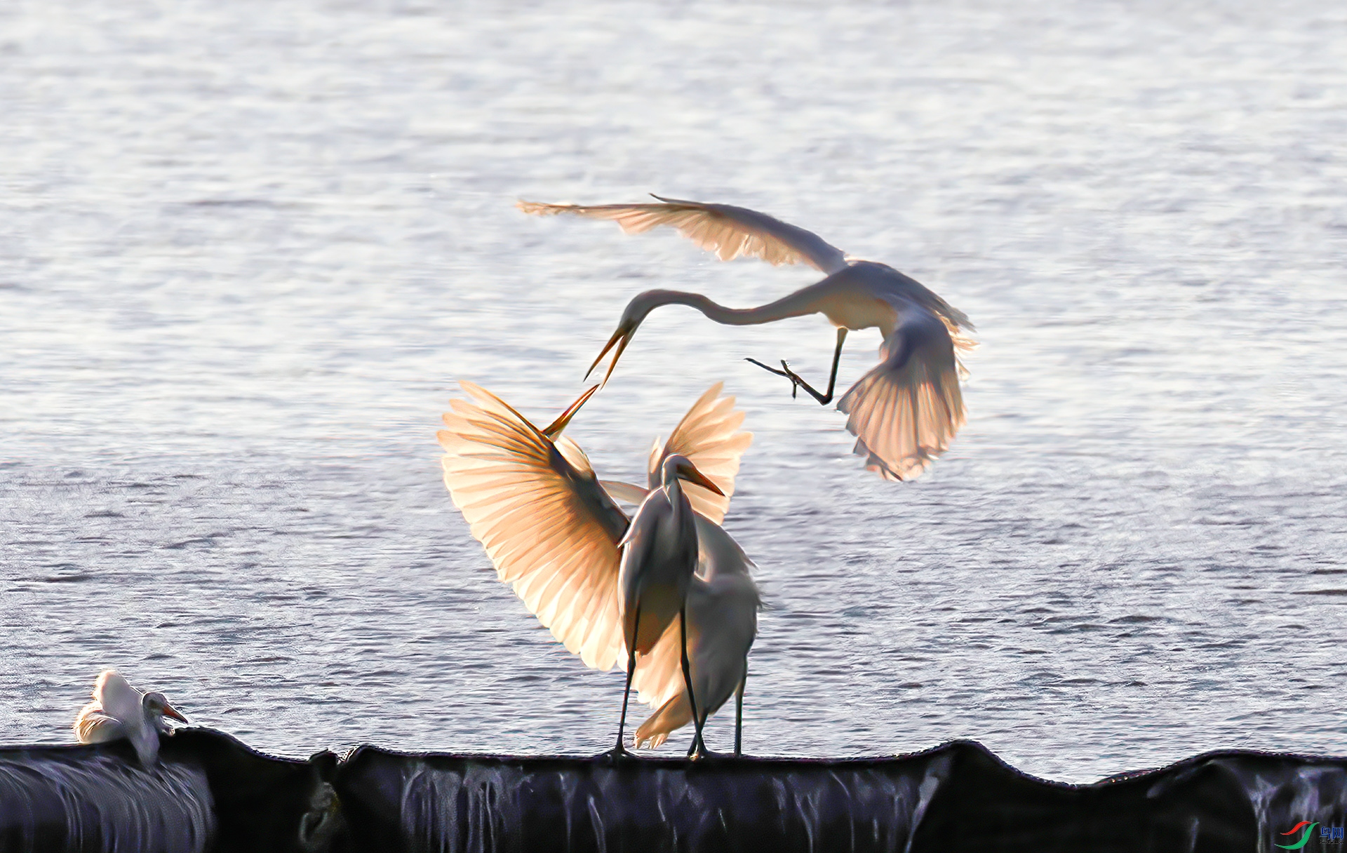 407A3071 ����-Sha----1 .jpg