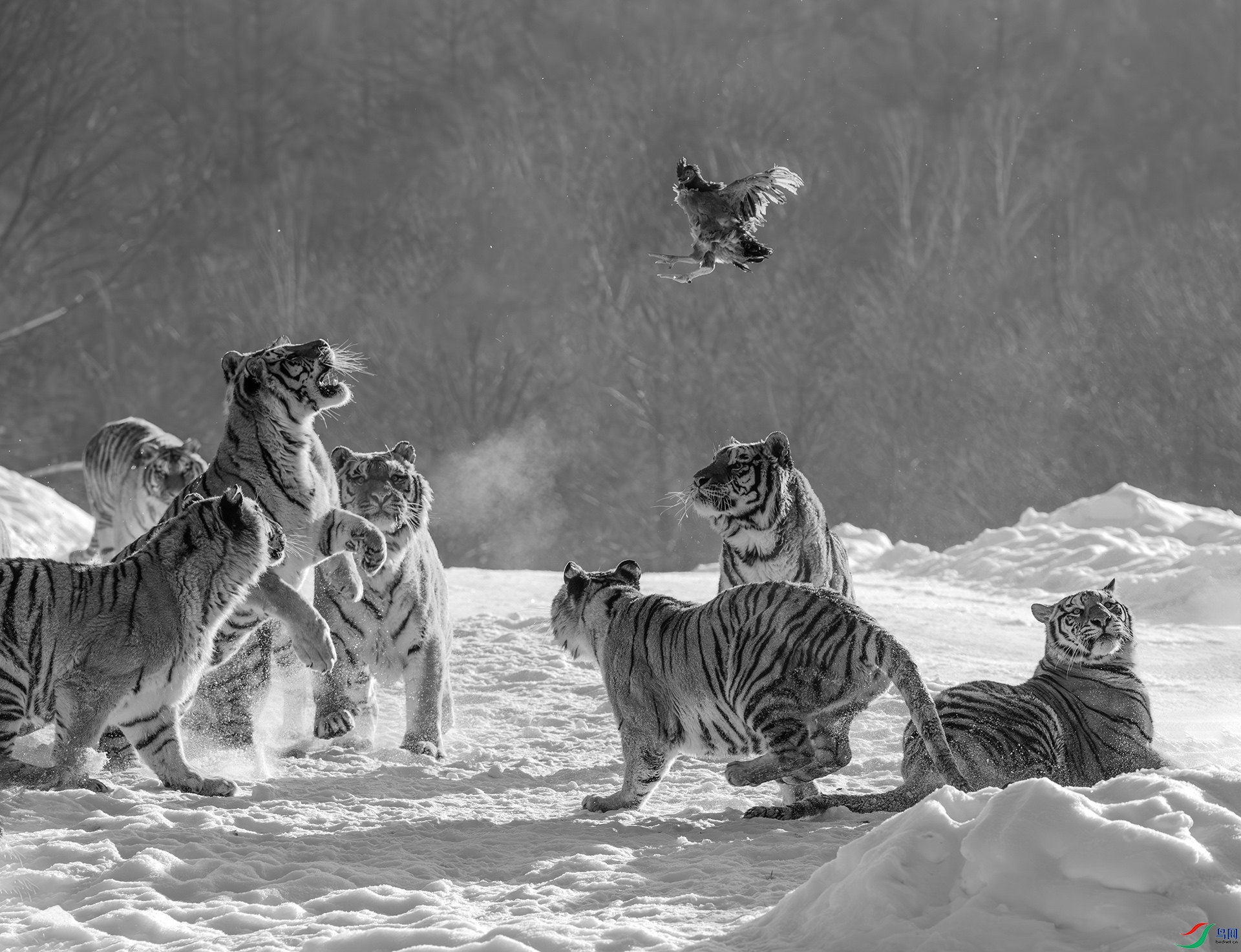 DSC_0891-����ǿ-NR ���� 2.jpg