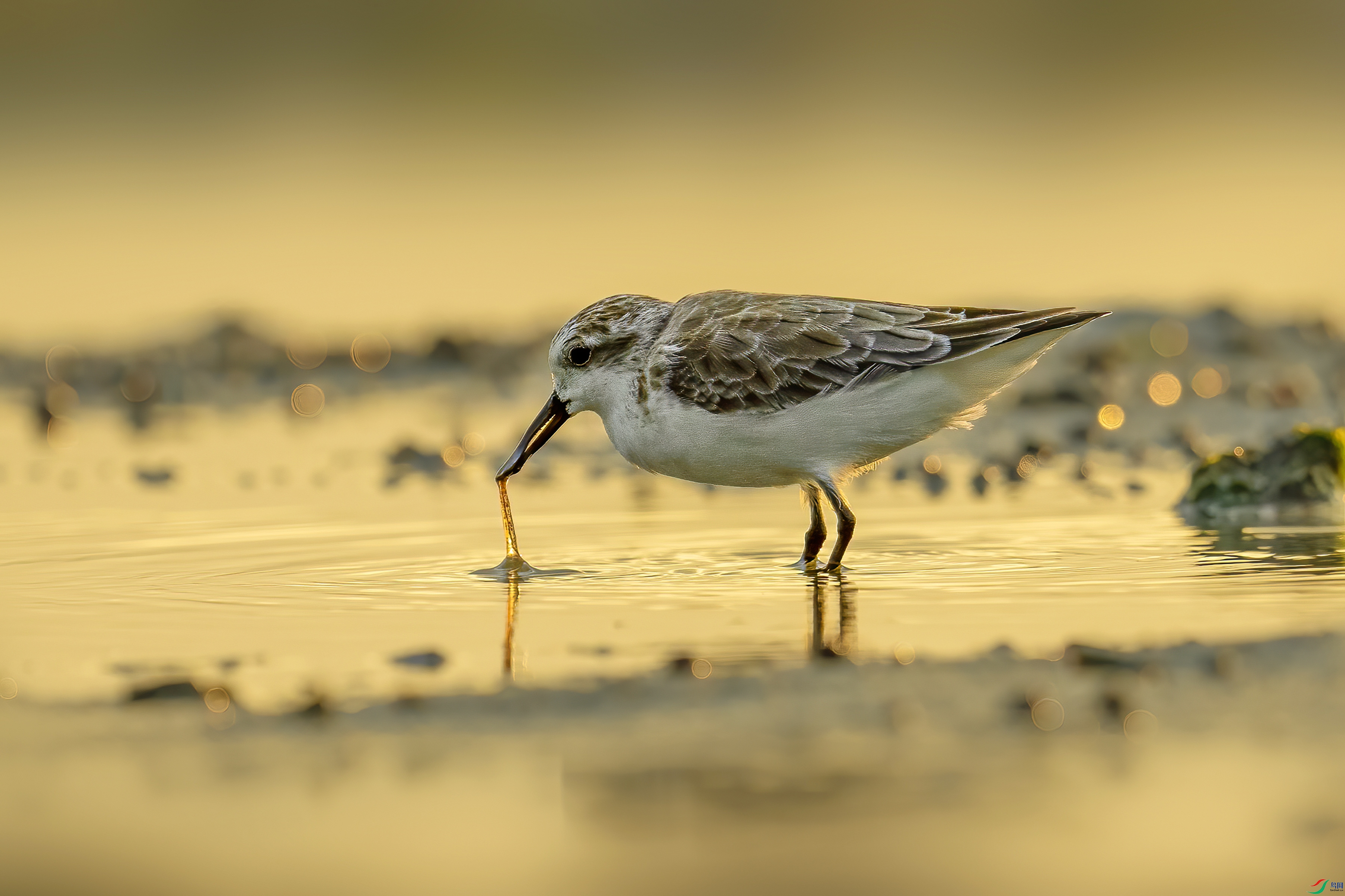 DSC01283 ����.jpg