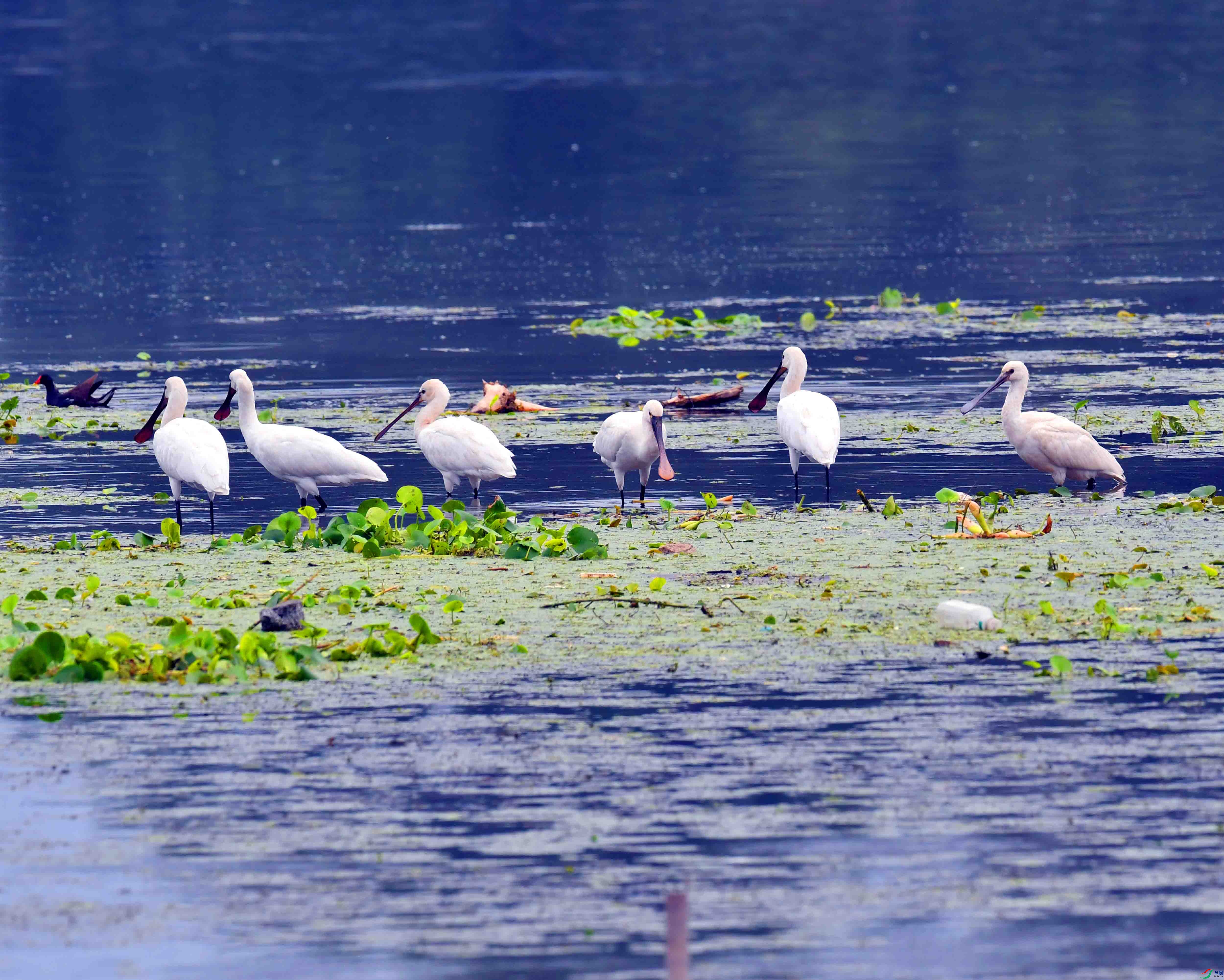 DSC_8060.JPG