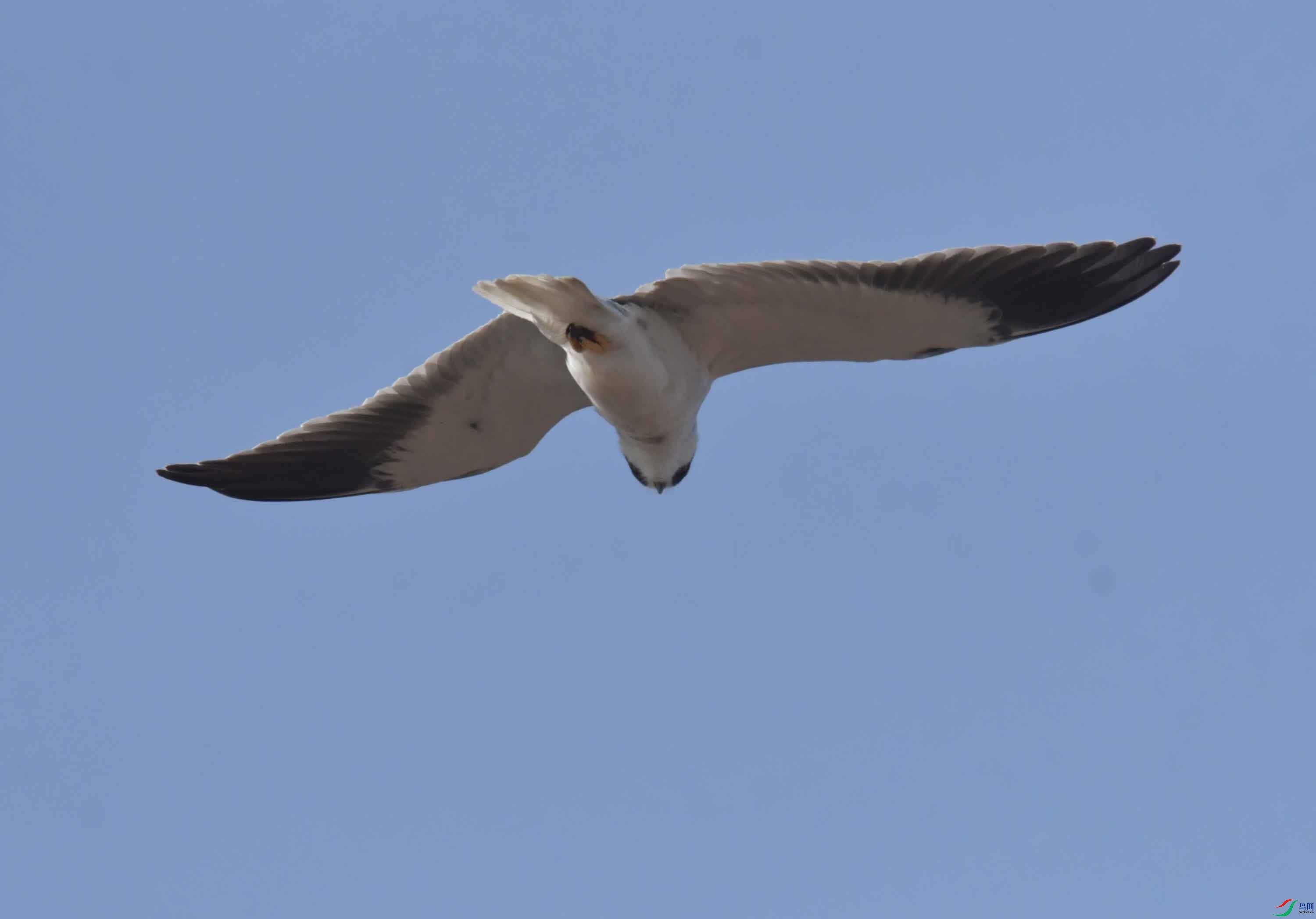 DSC_3803.JPG