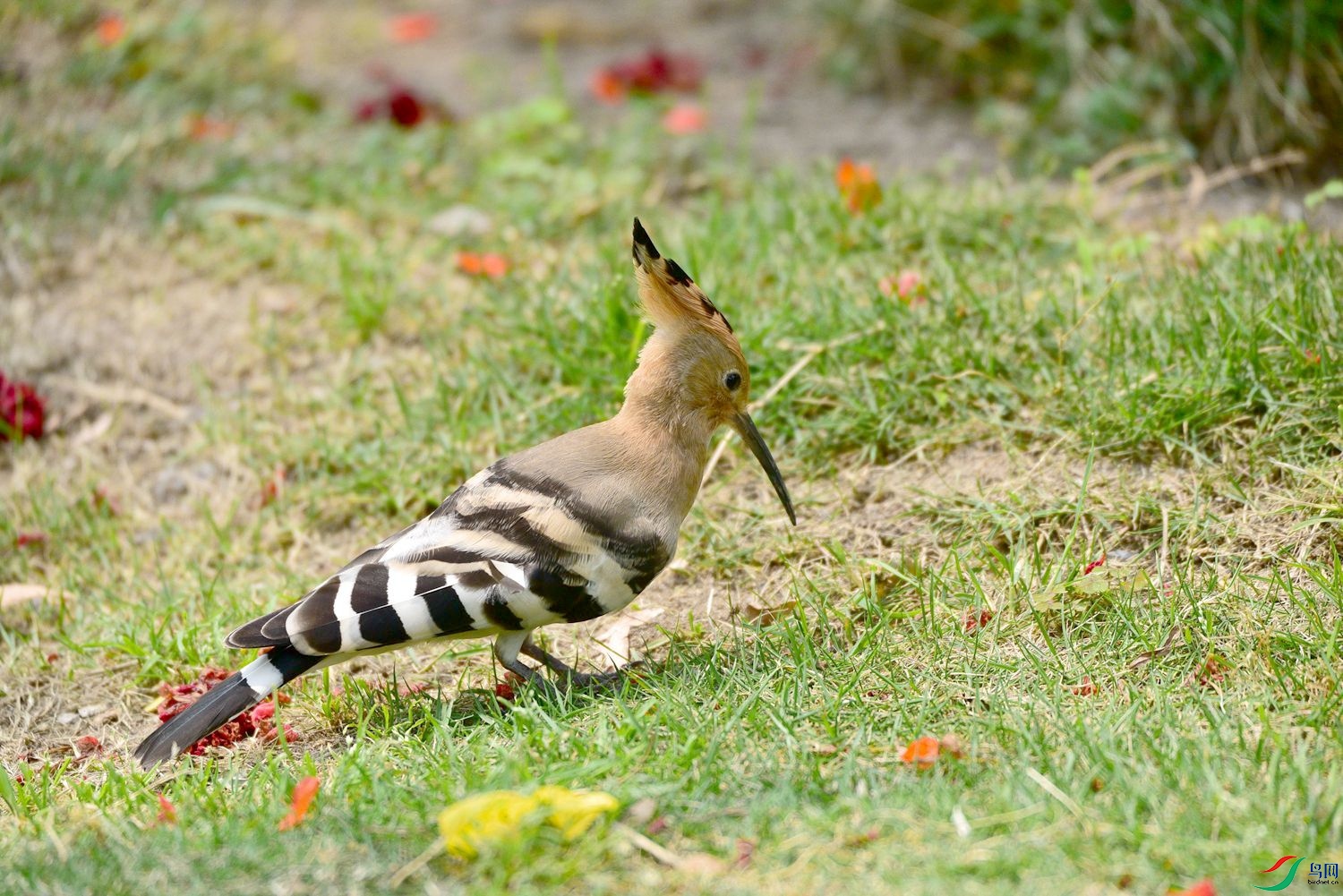DSC_8016.JPG