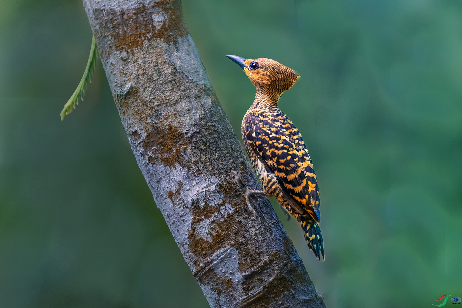 ������ľ��----ɭ����ʿ