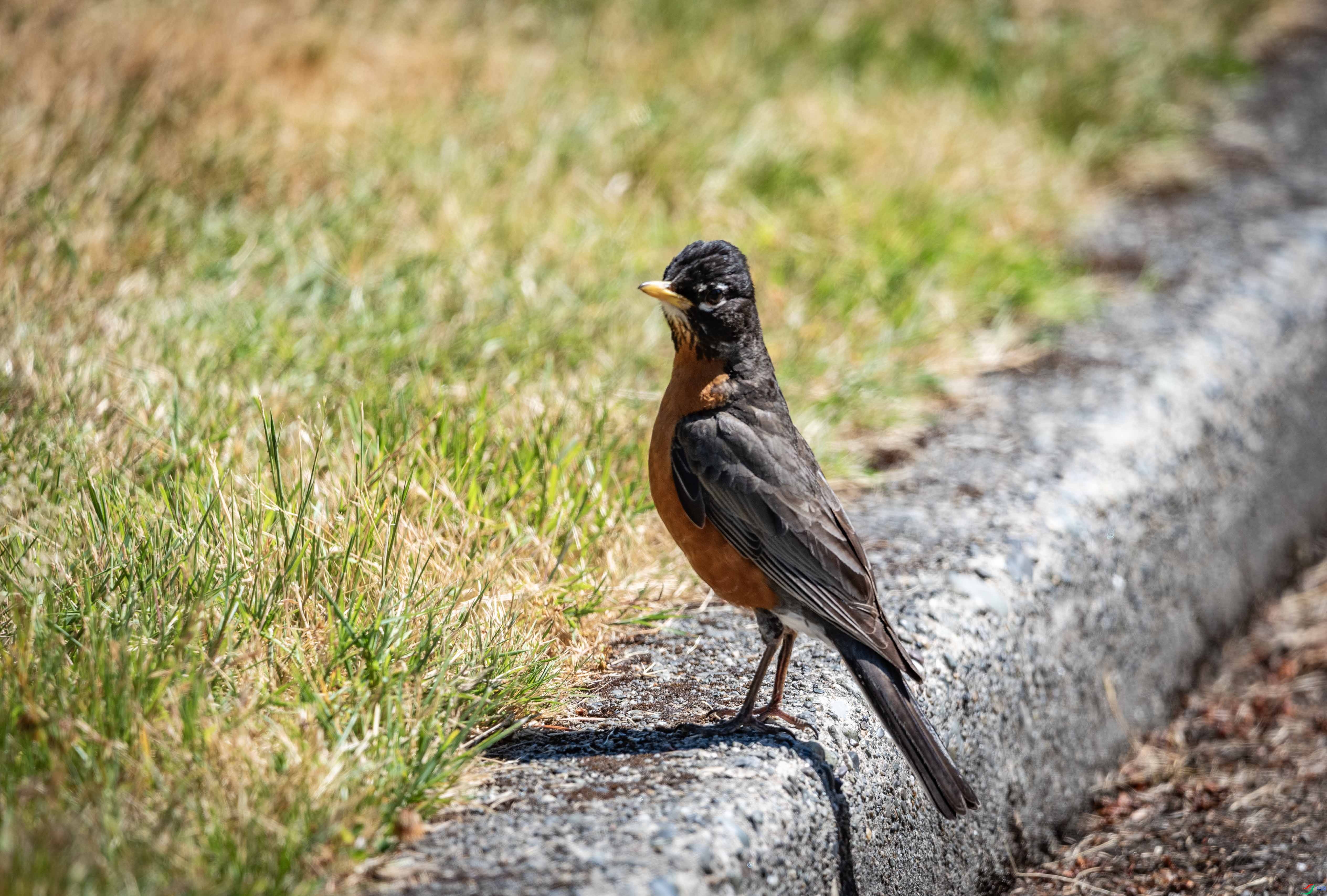 DSC_7367 ����2.jpg