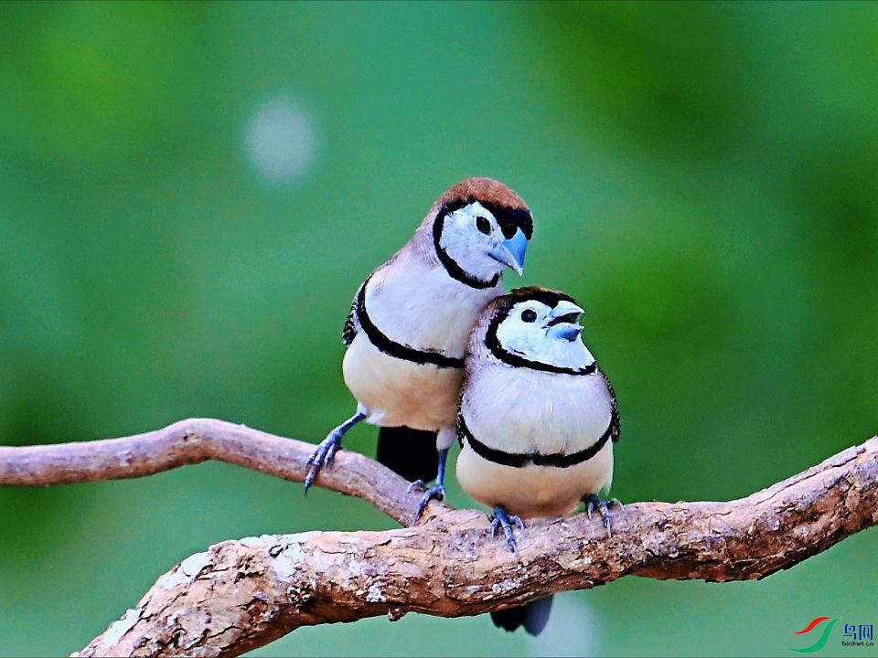 ���ȵ�˫�߲�ȸ