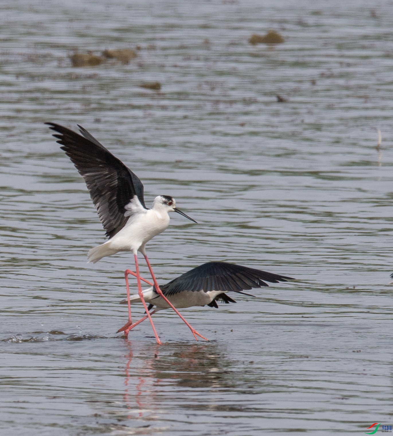 DSC_1496 ����.jpg