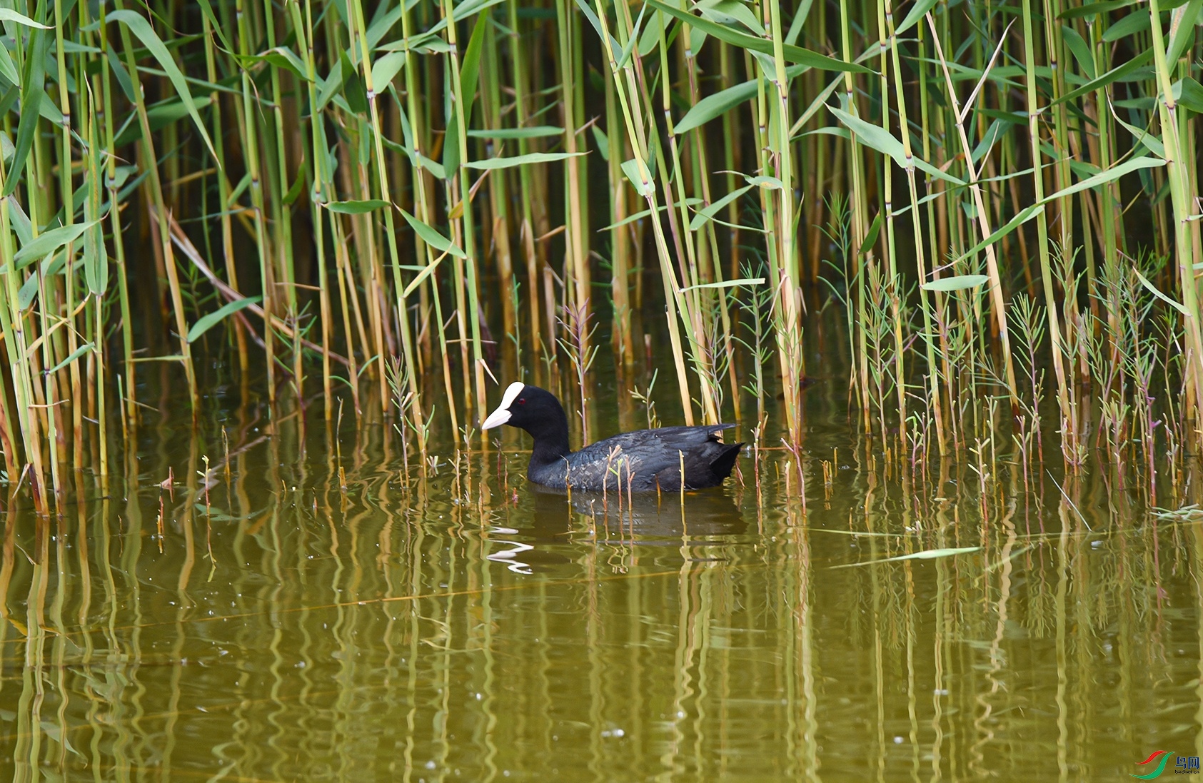 DSC_3222f.jpg