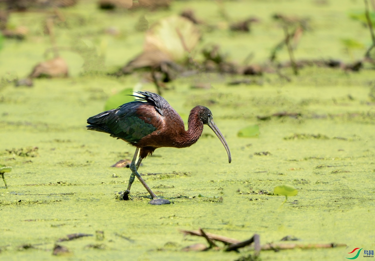 DSC03630-����ǿ ����.jpeg