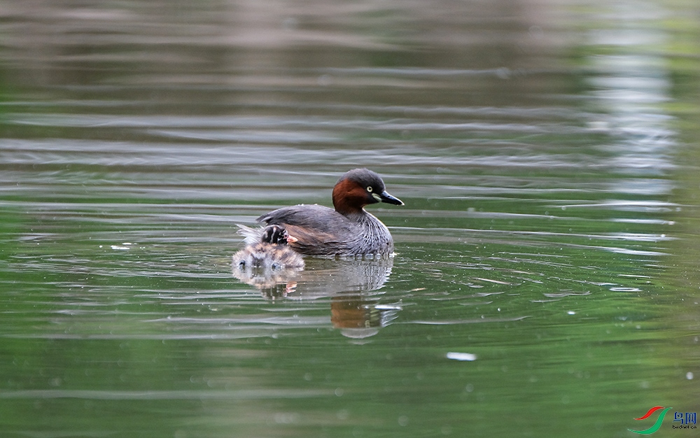 DSCF7162.1.jpg